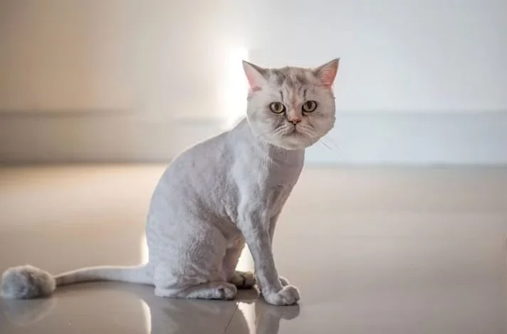 A cat with a lion cut sitting on a shiny floor.