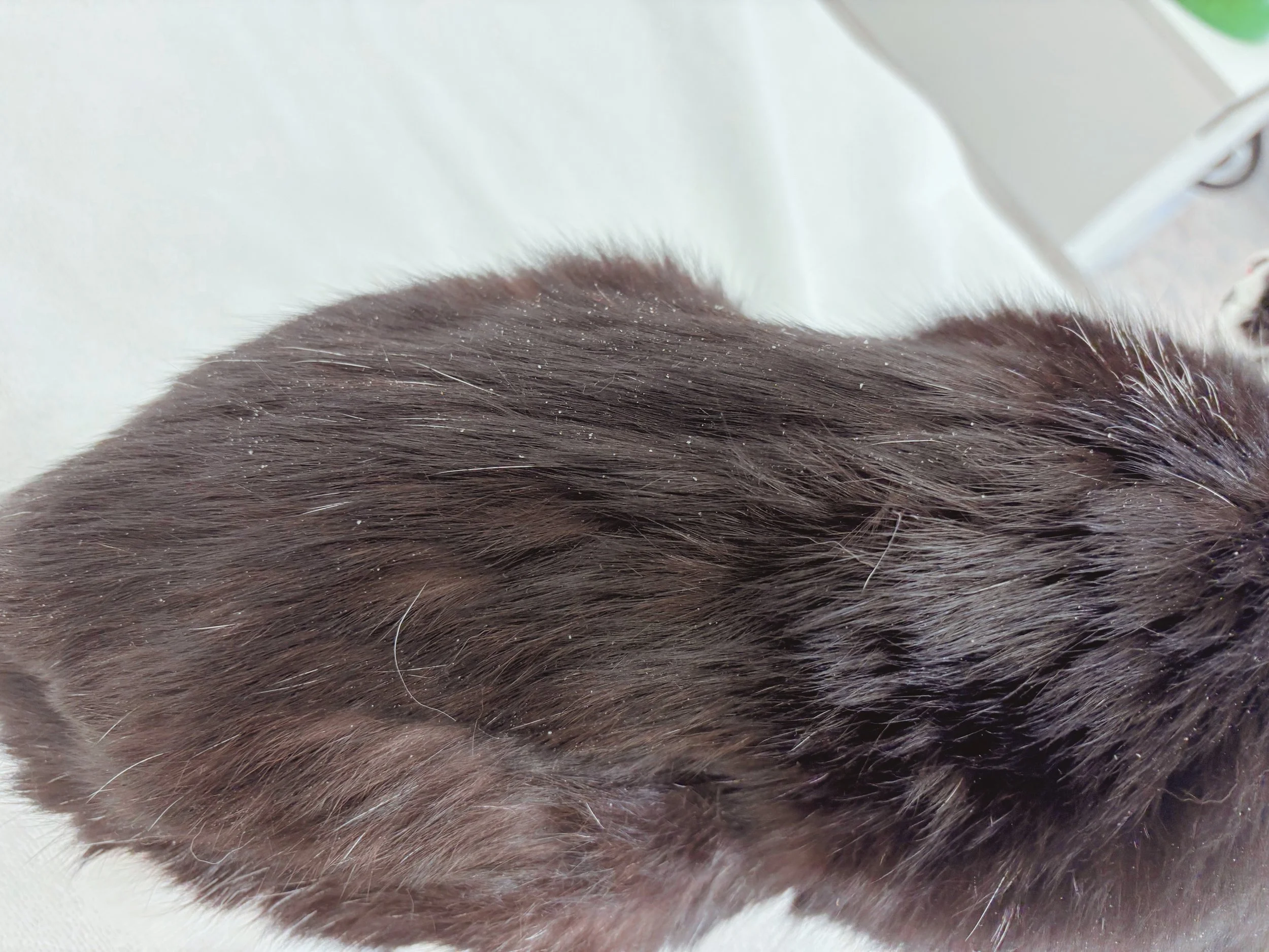 Before: Greasy Coat with Heavy Dandruff, Dullness