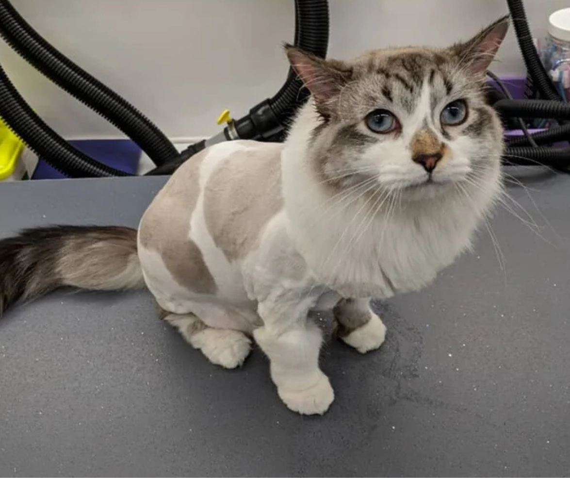 A cat with blue eyes and a lion cut, sitting on a table with grooming equipment in the background.