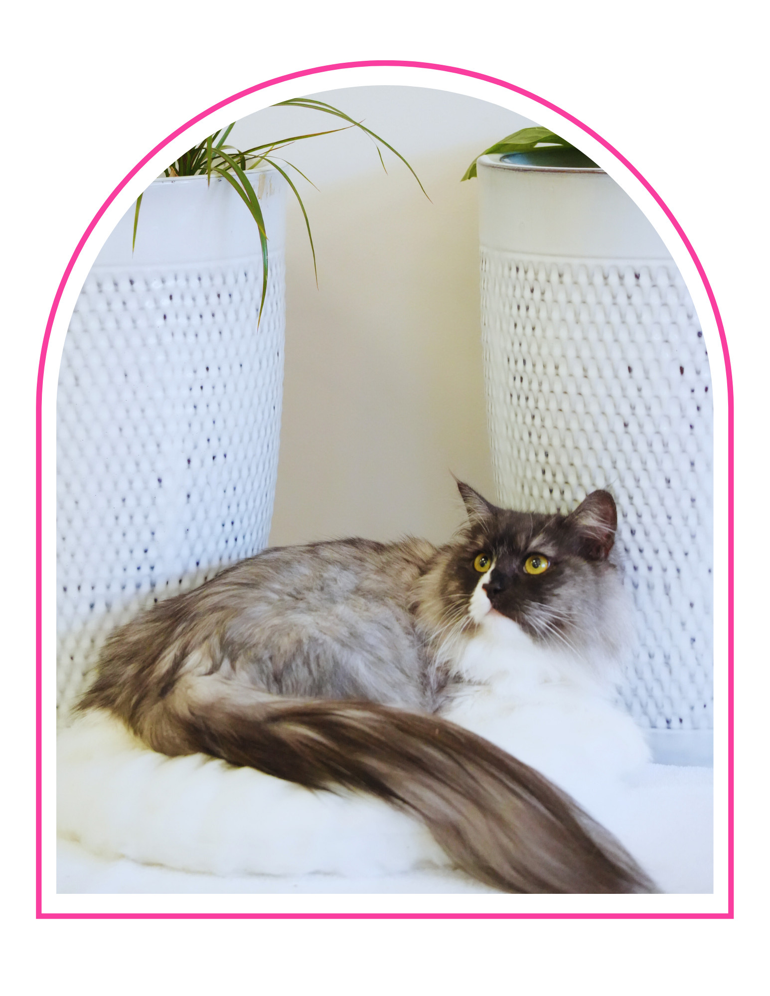A long-haired gray and white cat lying on a white surface between two white textured planters with green plants.
