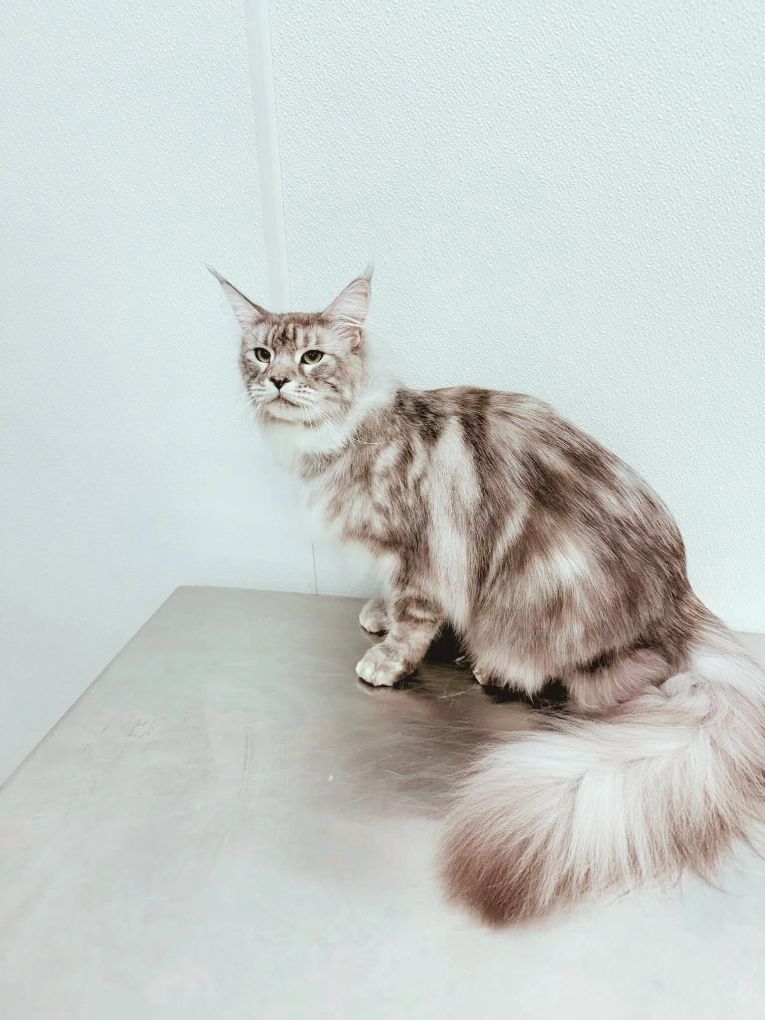 After: Degreased, Revitalized & Restored Coat with Long-Haired Minimalist Service