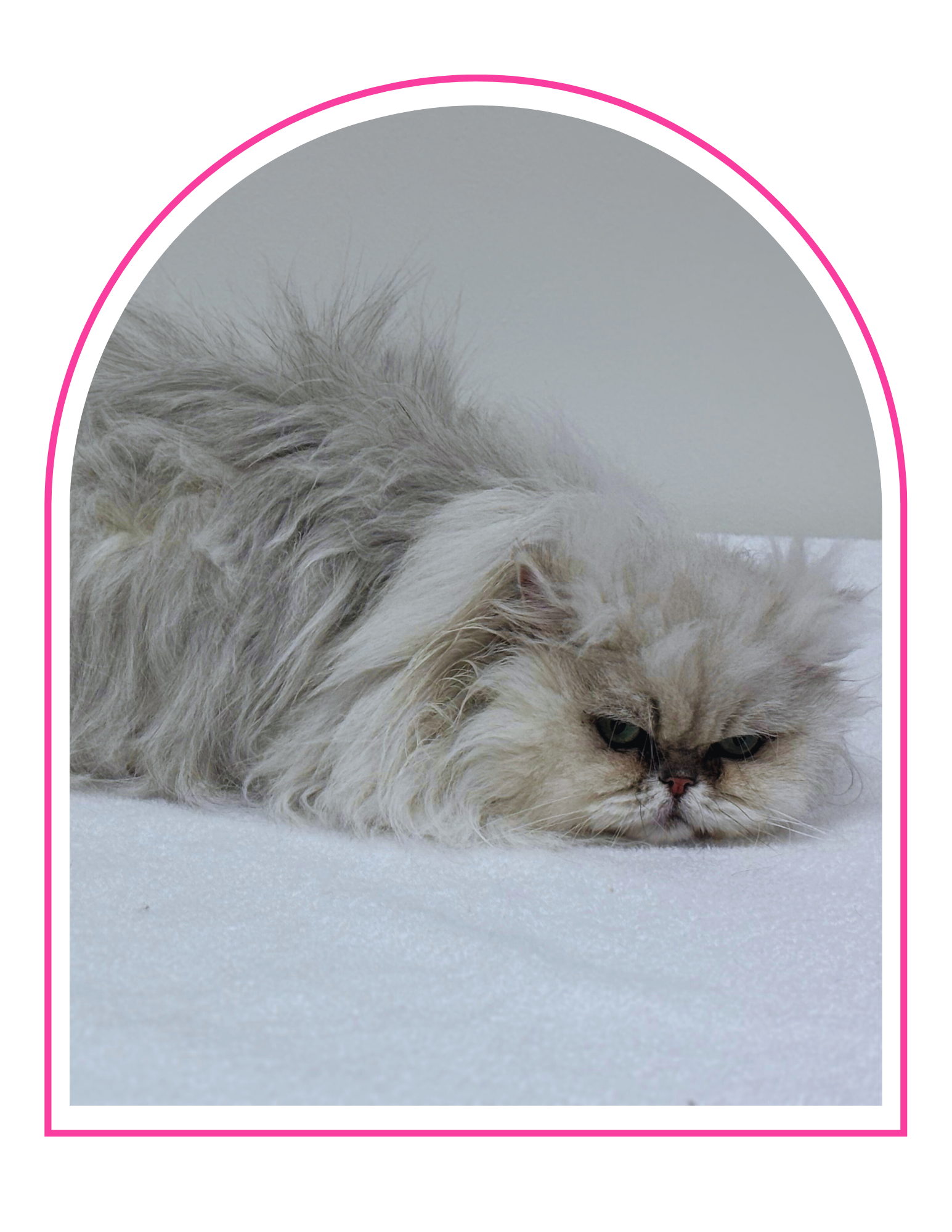 A fluffy gray and white cat lying flat on a white surface inside a pink and gray decorative photo frame.