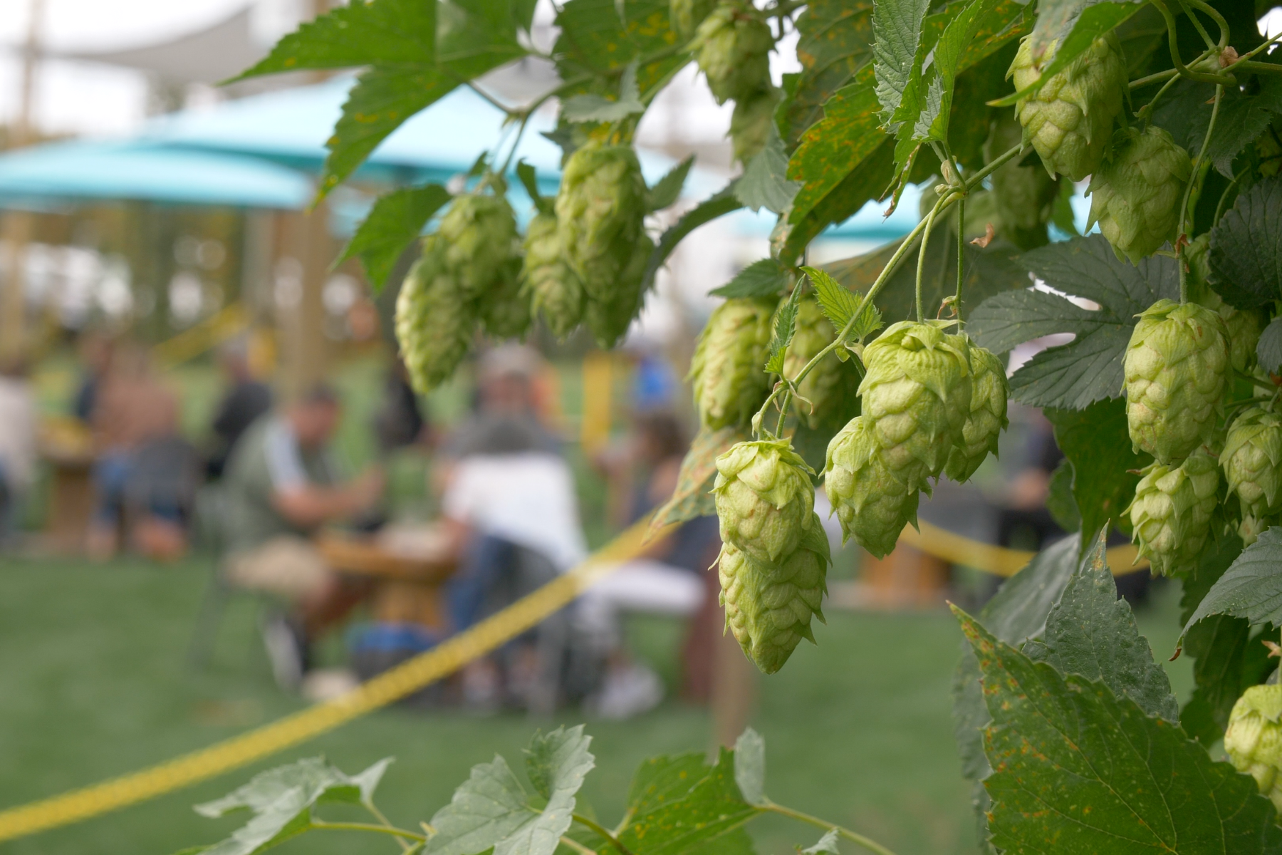 Close-up of green hops hanging from vine with people in the background at an outdoor event.