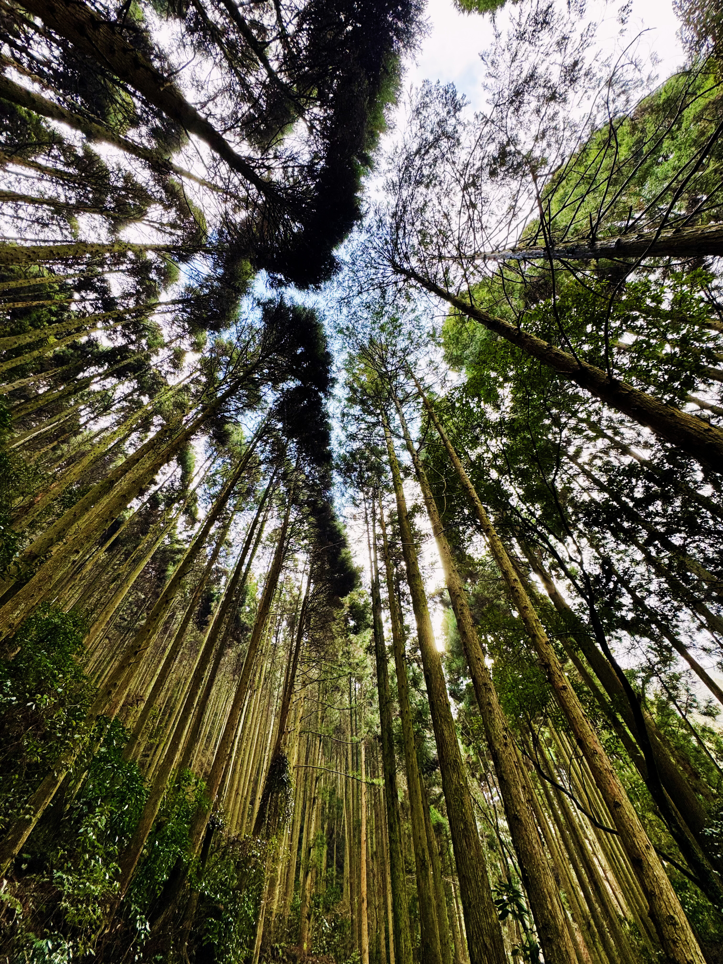 Tall trees in a forest viewed from below, with sunlight filtering through the leaves and sky visible at the top.
