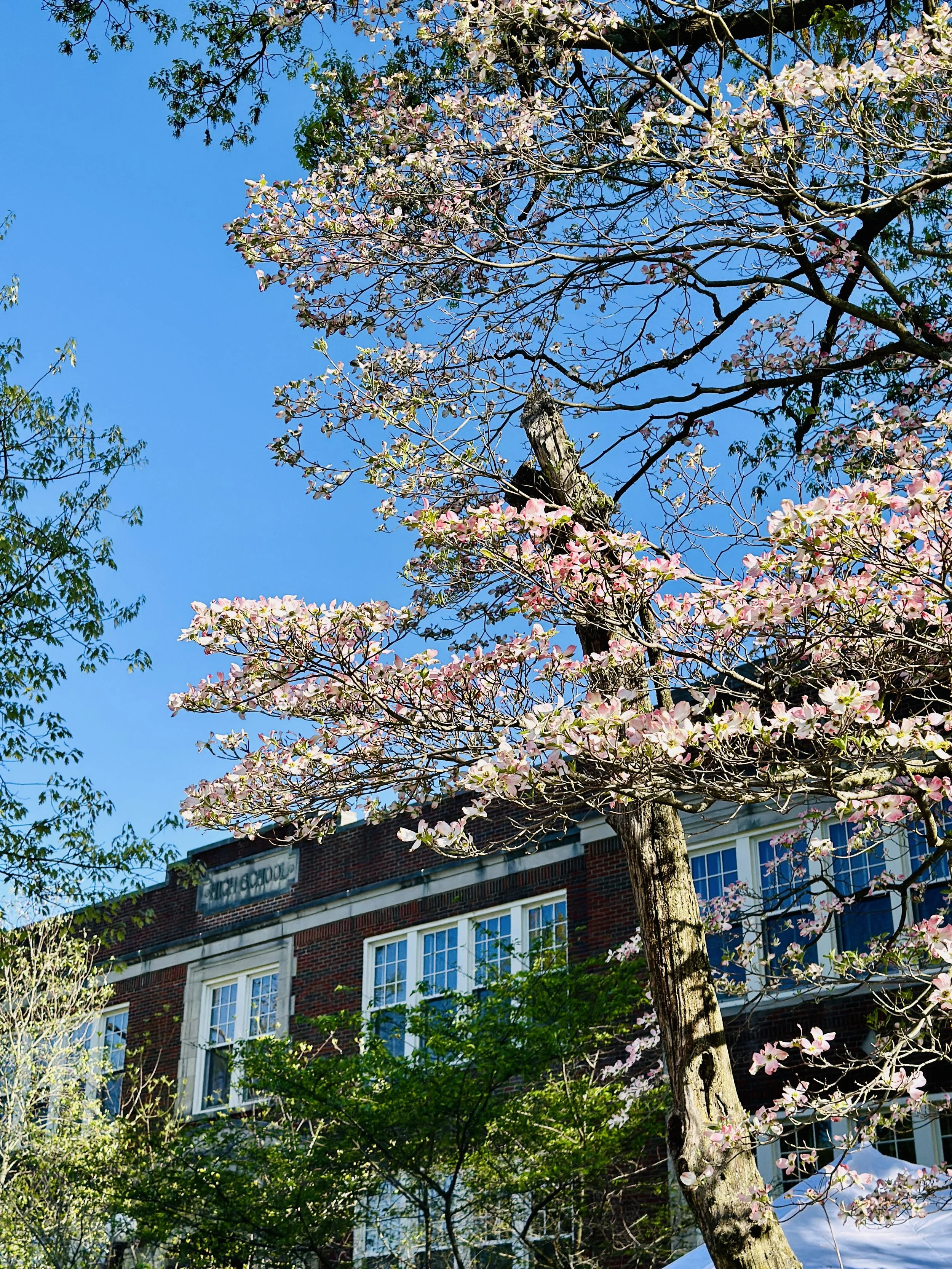 A pink flowering tree in bloom in front of a brick building with white window frames and a blue sky.