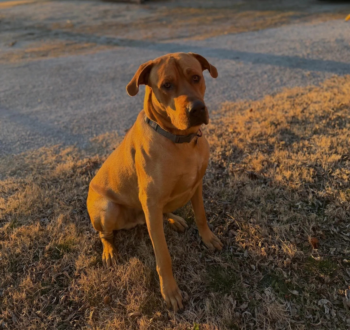 Riggs approves of this weather ☀️🐾 

#petfriendly #RVPark #RVLife #OklahomaRVPark