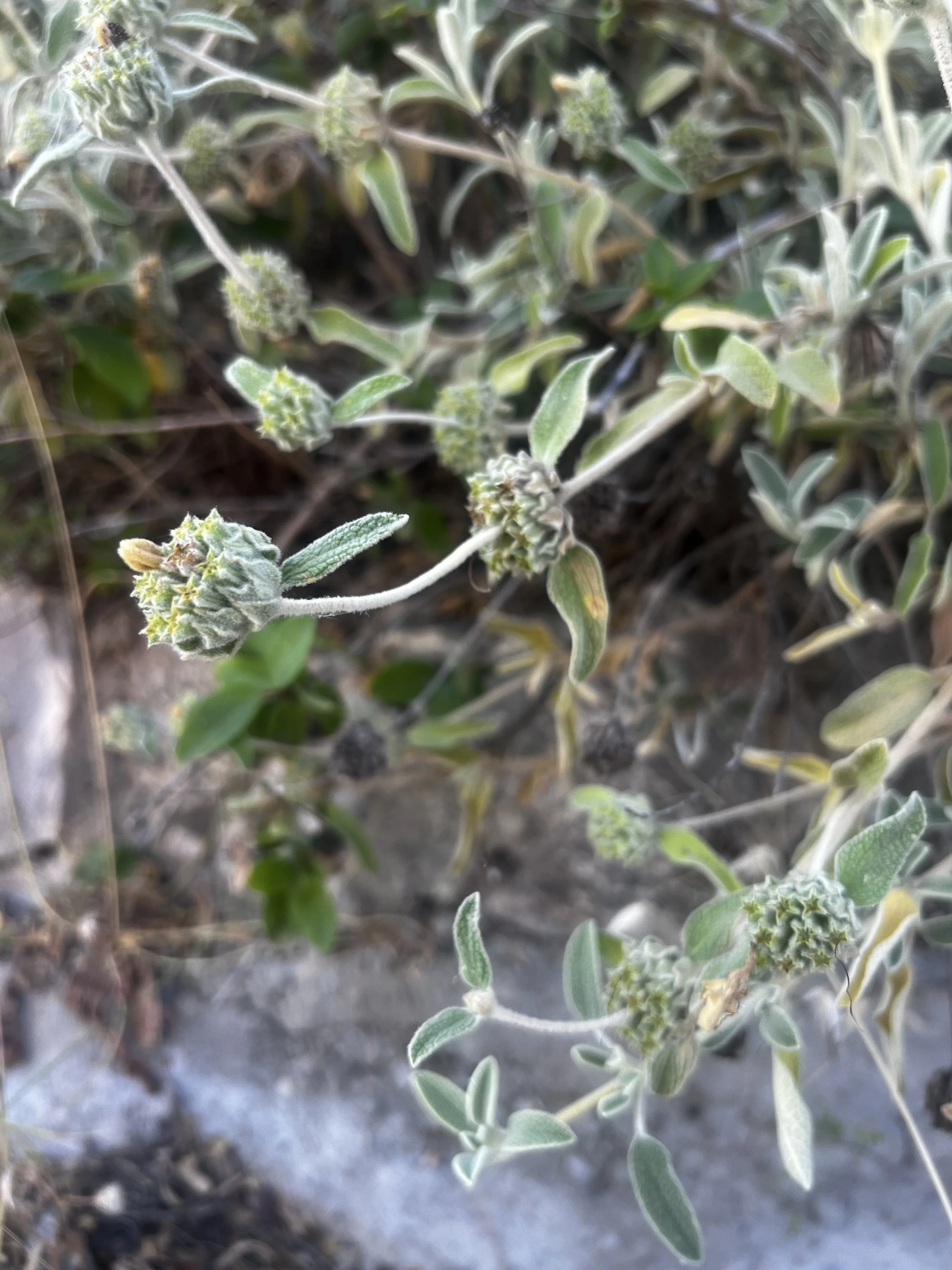 Cretan Jerusalem Sage Essence