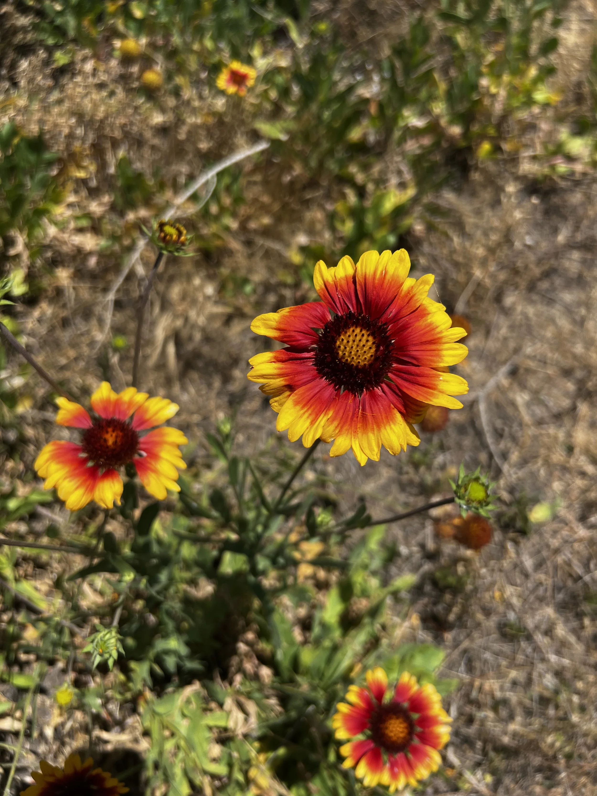 Blanket Flower Essence