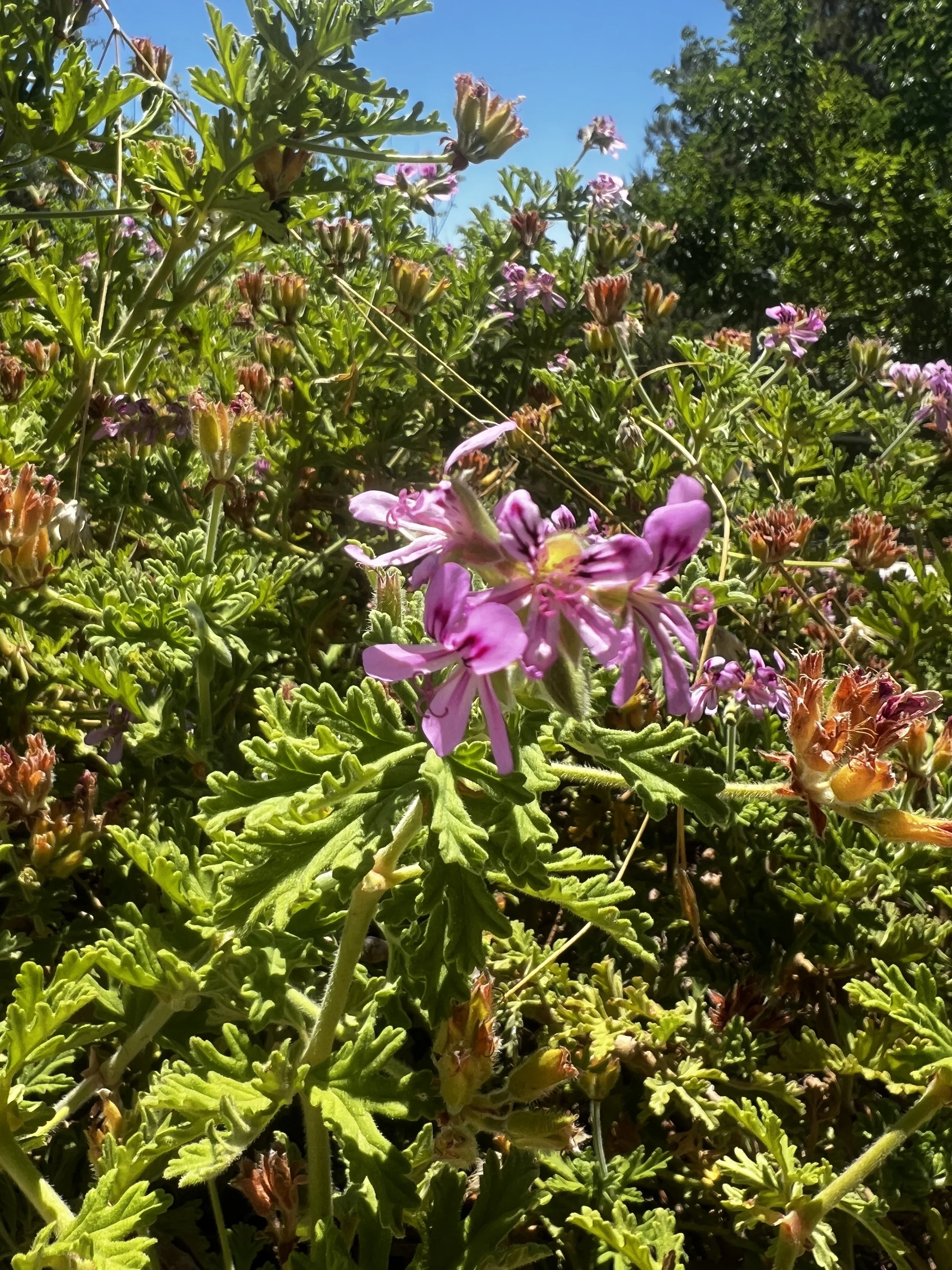 Citronella Geranium Essence