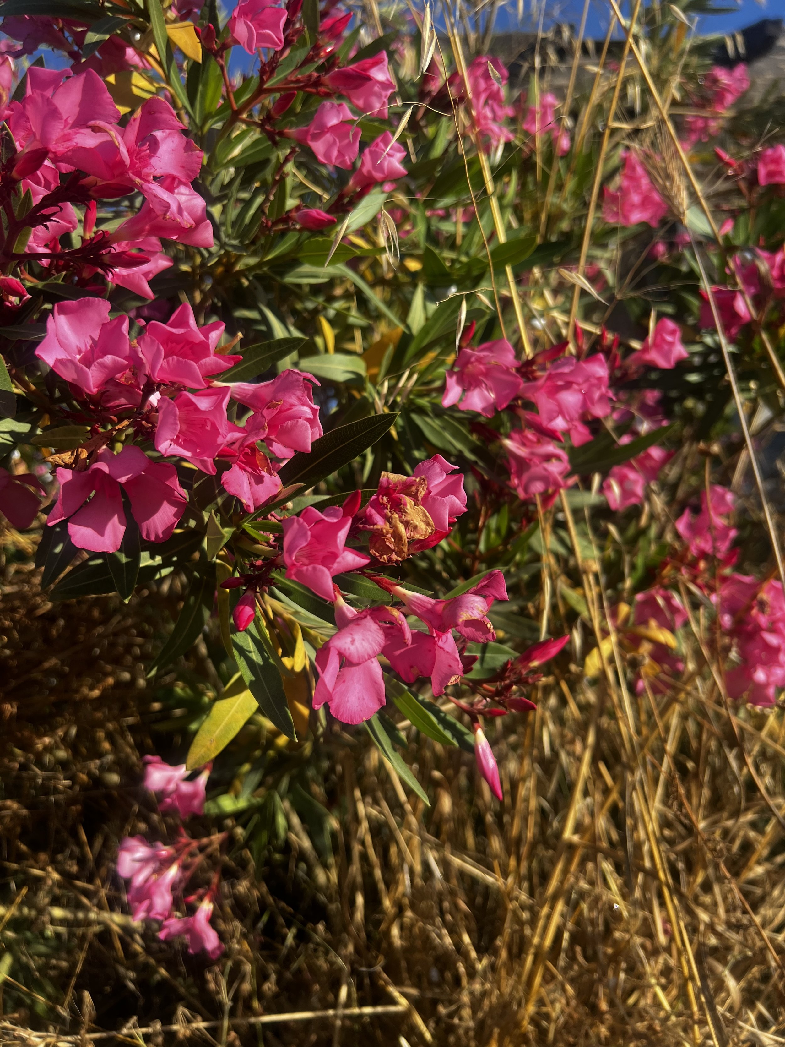 Sfaka Flower Essence