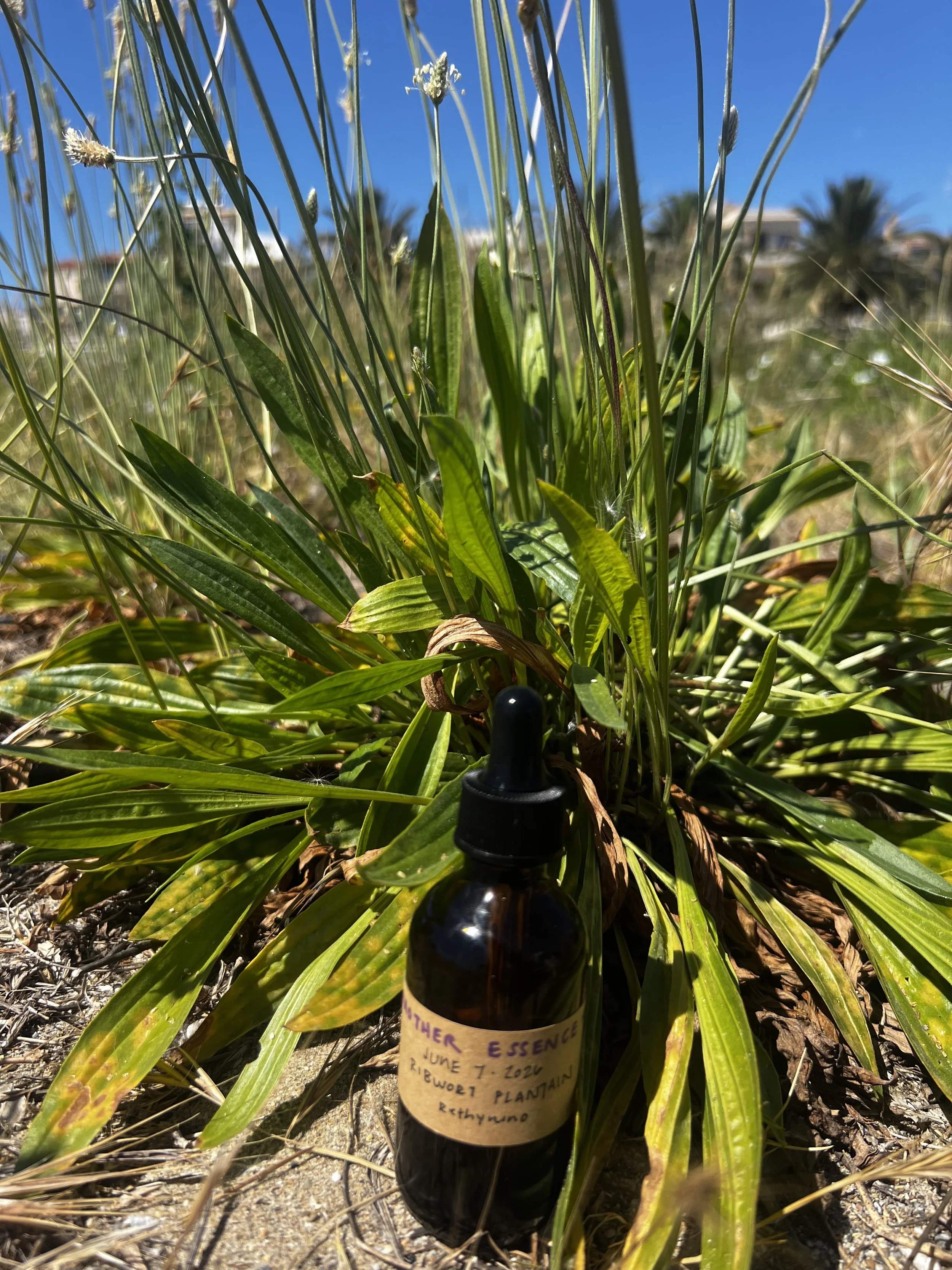 Ribwort Plantain Essence