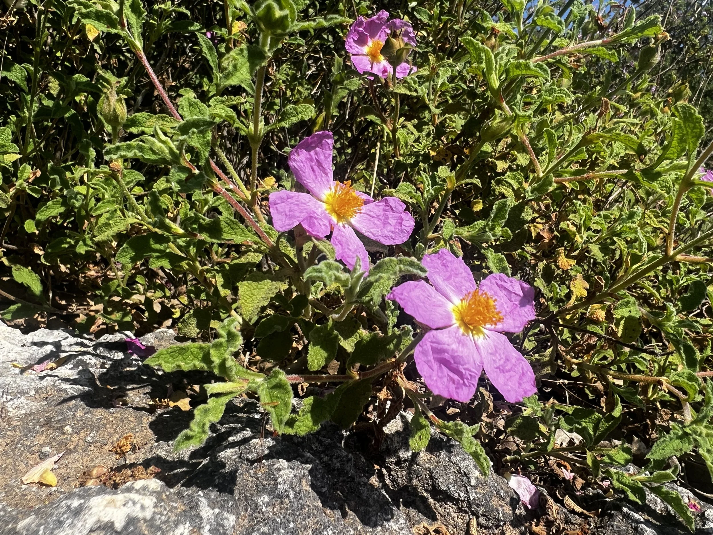 Cretan Rock Rose Essence