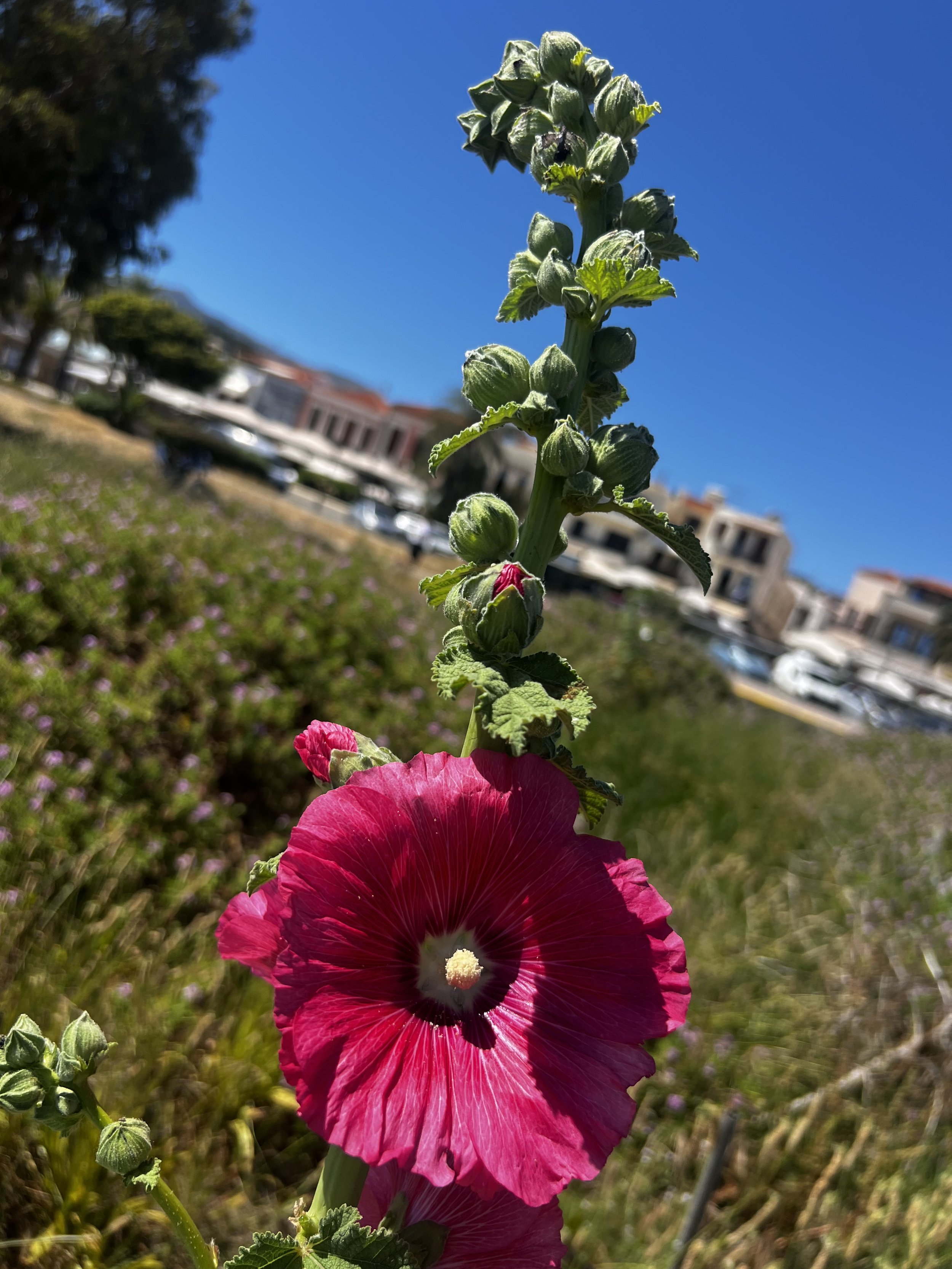 Hollyhock Essence