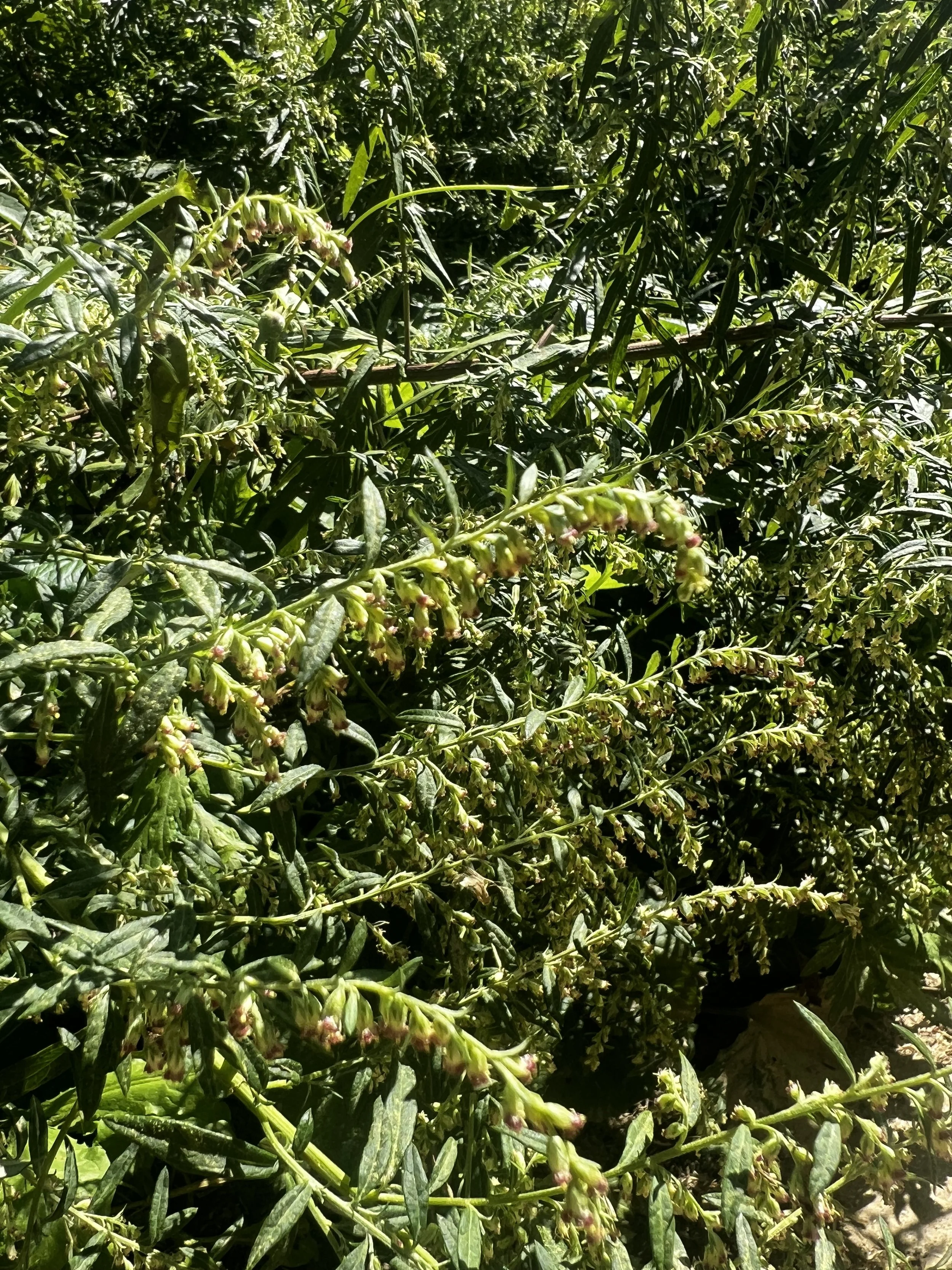 Mugwort Flower Essence