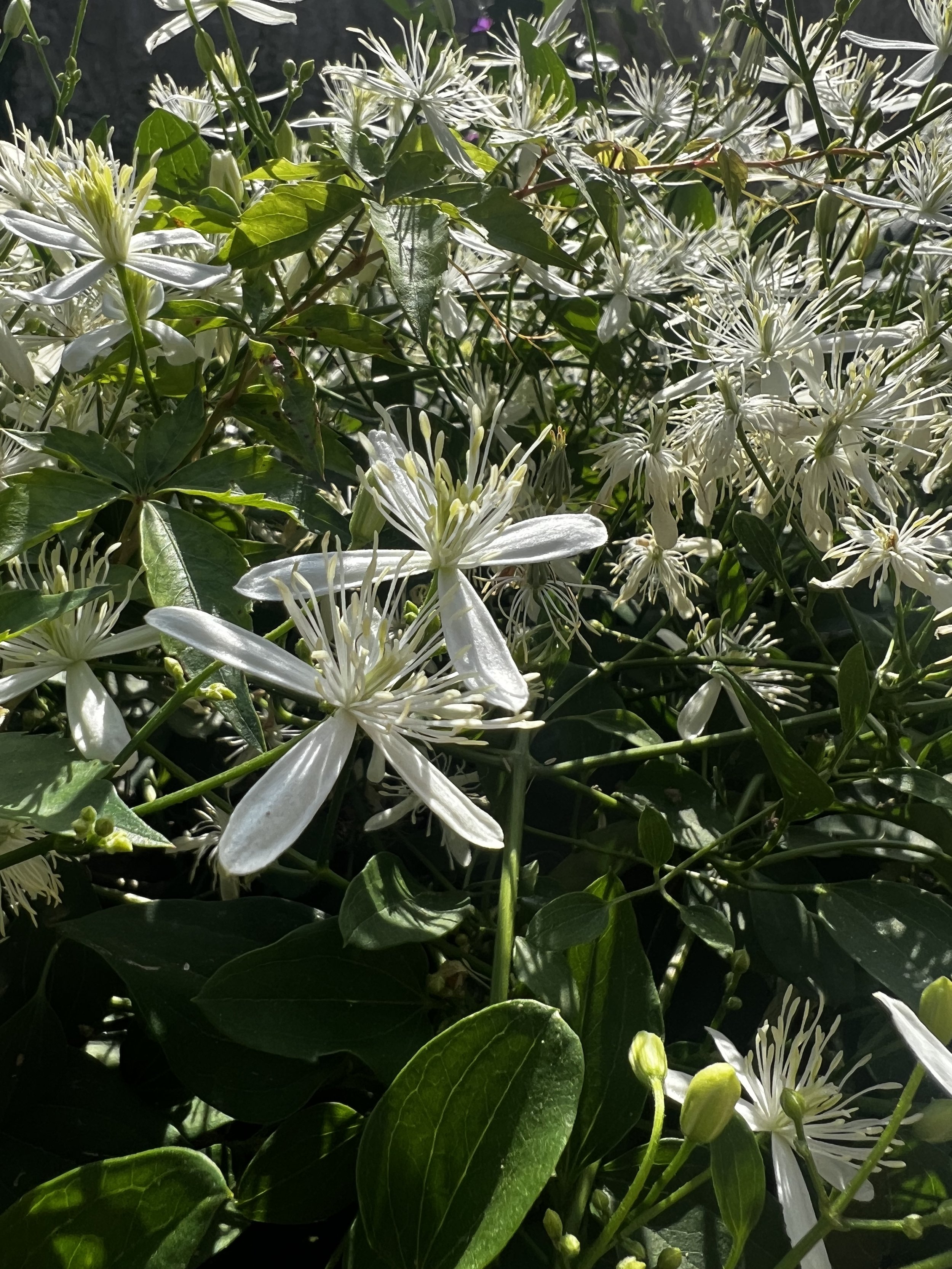 Clematis Flower Essence