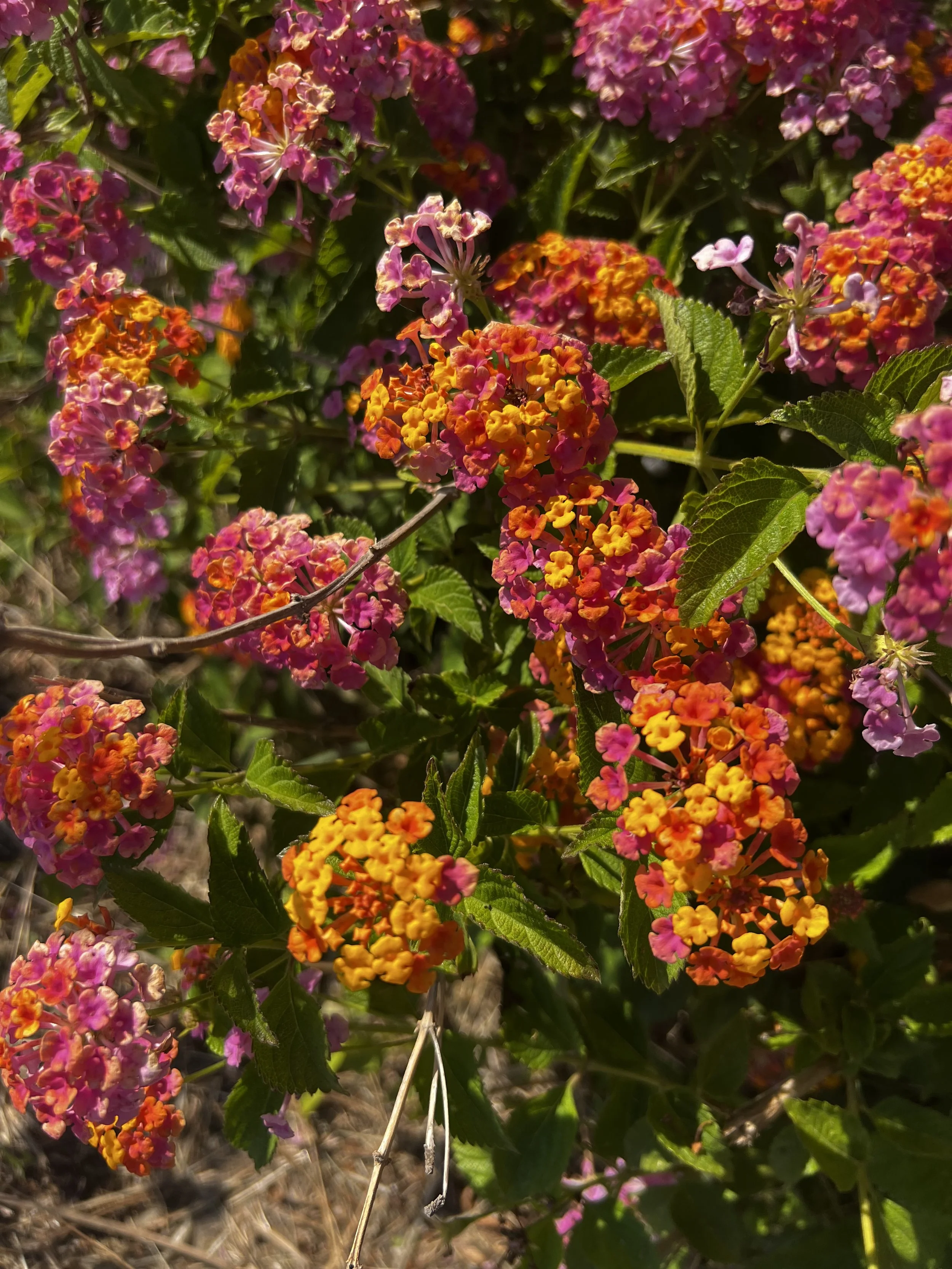 Lantana Essence