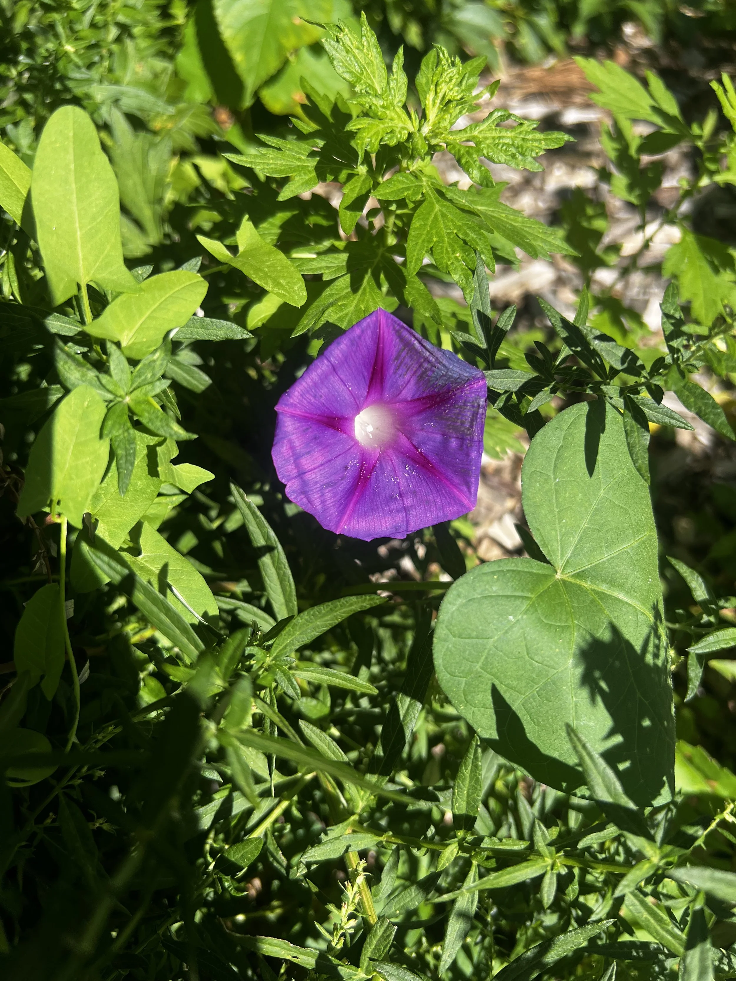Purple Morning Glory Flower Essence
