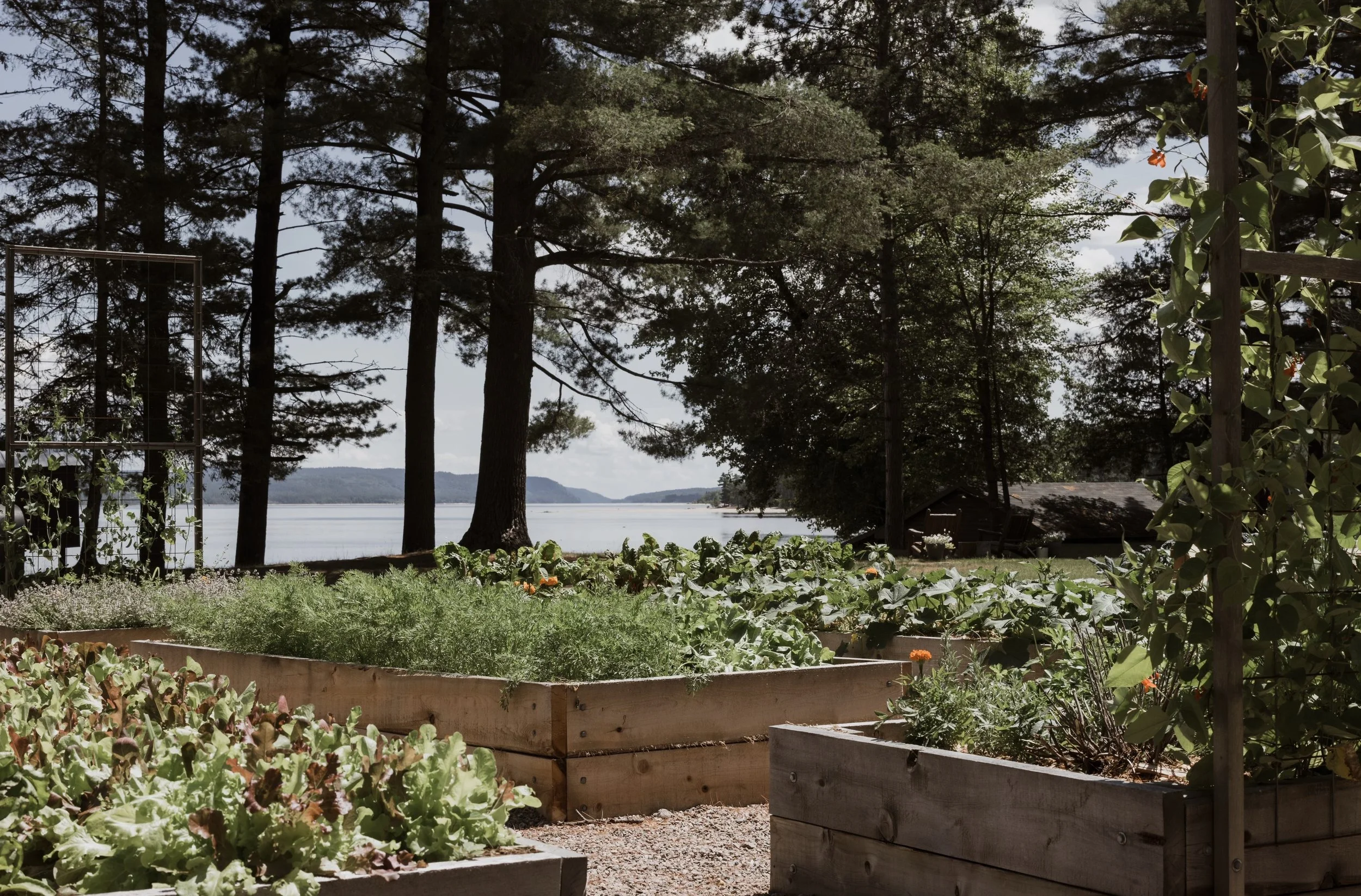 A backyard garden with wooden planting beds full of green vegetables and herbs, tall trees, and a view of a lake with distant hills under a partly cloudy sky.