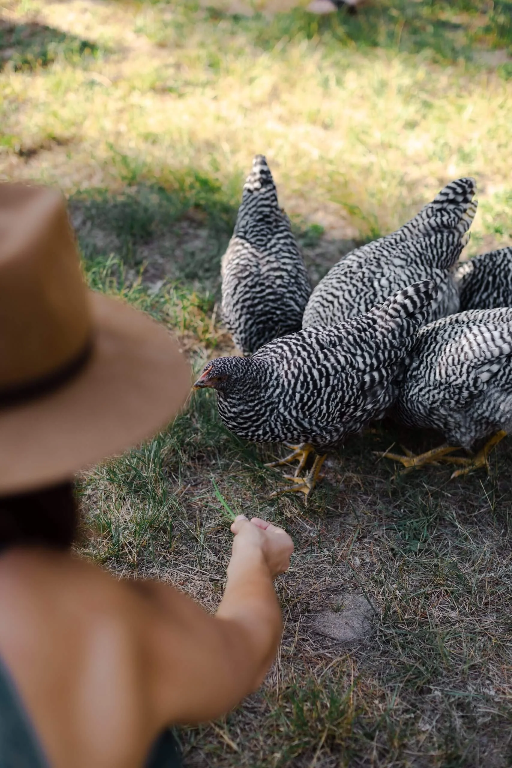 woman feeding chickens.jpg