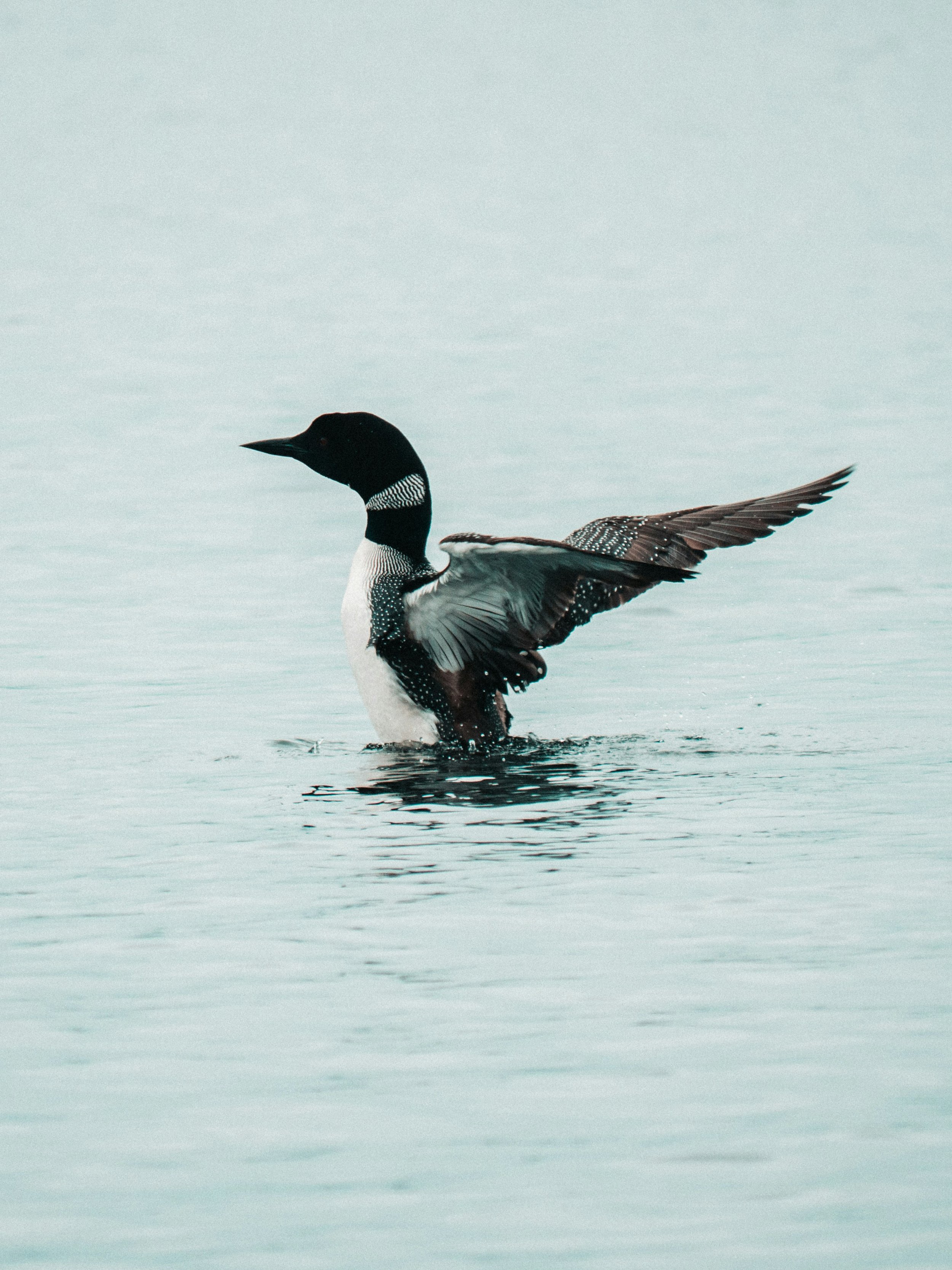 The loons are back