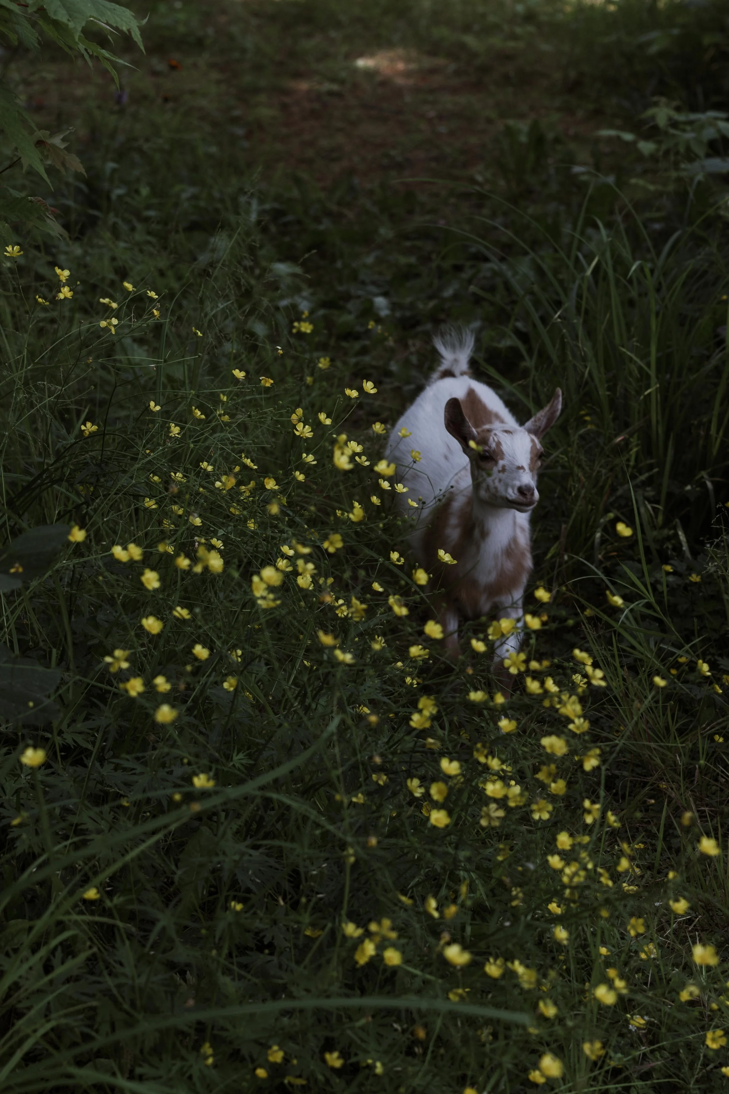 A small dog with white and brown fur standing among yellow wildflowers and tall green grass in a wooded area.