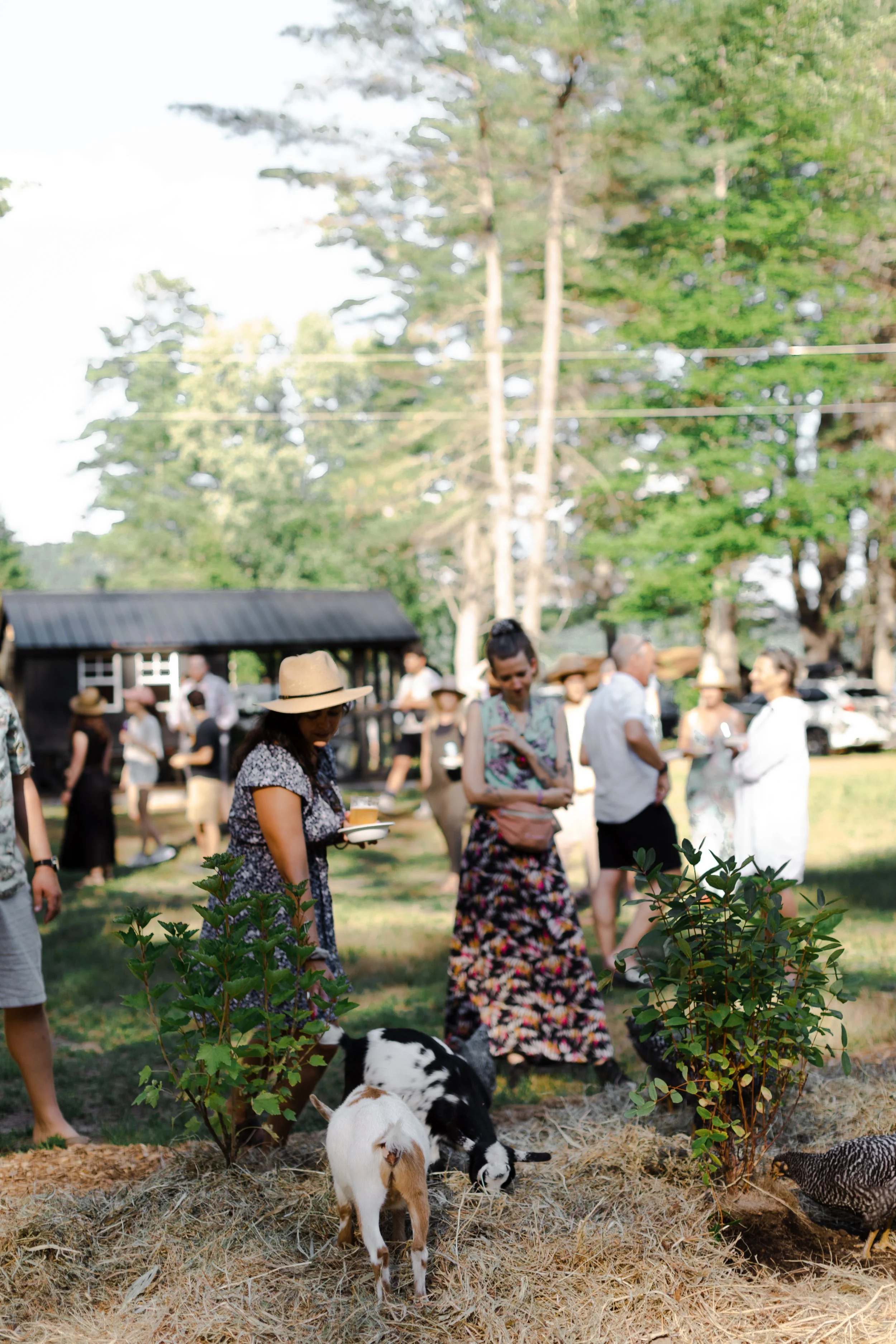 People gathered outdoors during a sunny day, with some holding drinks and others observing goats near bushes with hay on the ground.