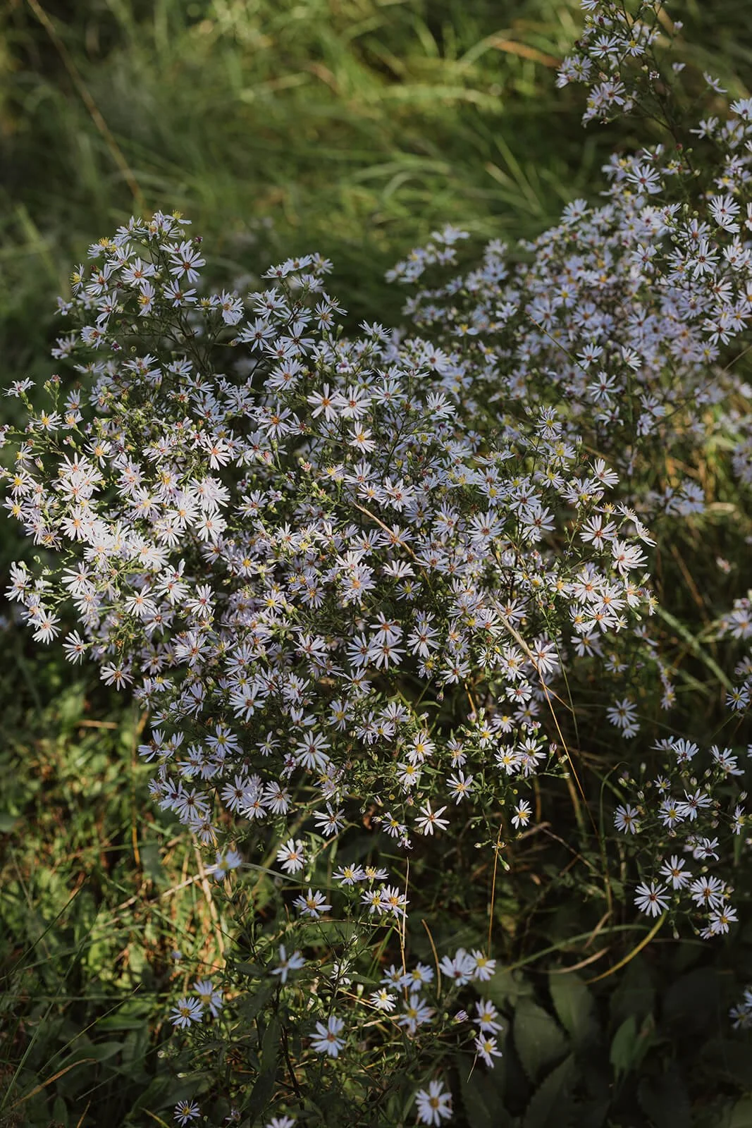 Cluster of small purple and white daisies blooming among green grass and foliage.