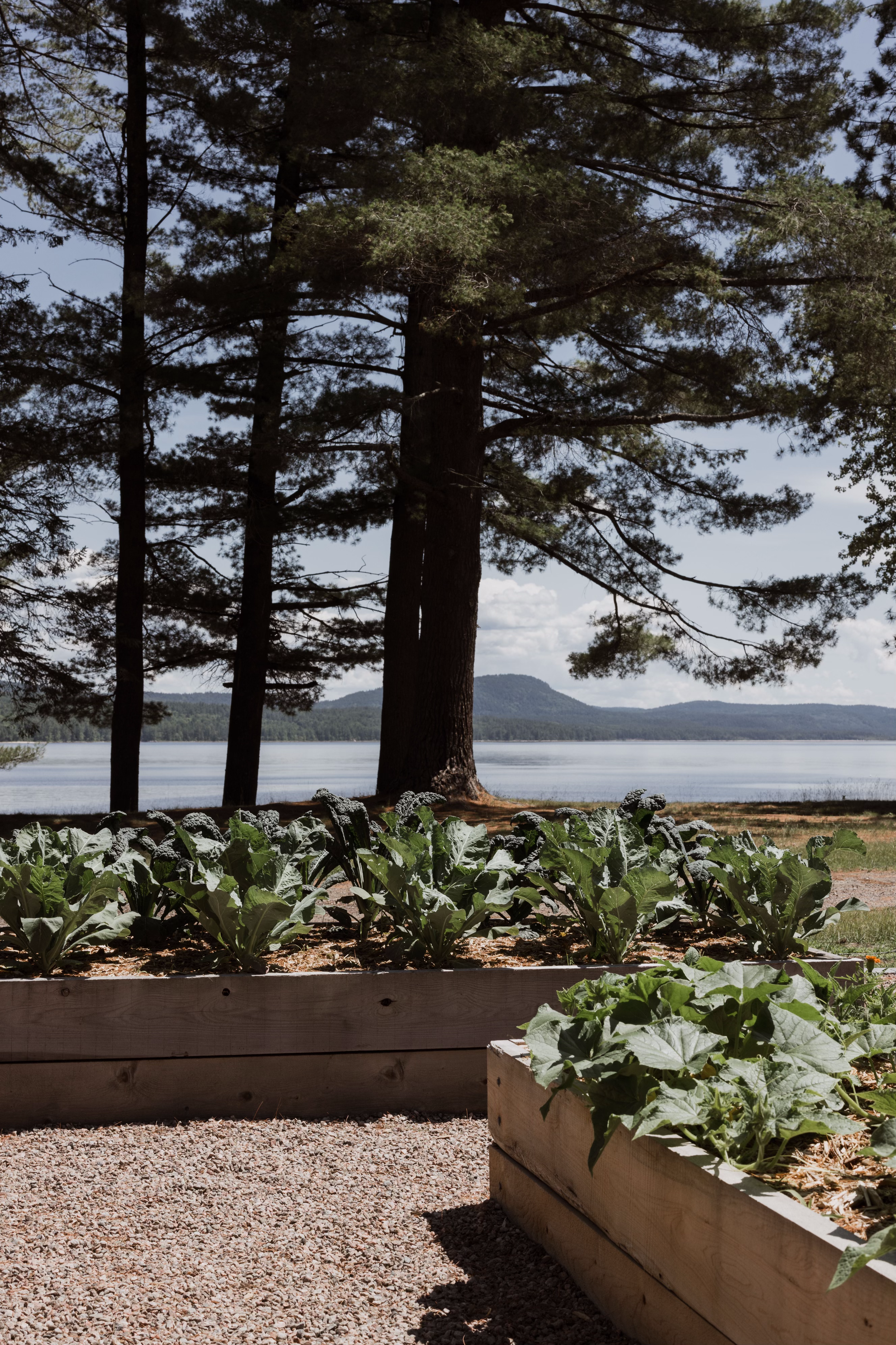 View of a garden with leafy green plants in raised wooden beds, large trees, a lake, and hills in the background on a sunny day.
