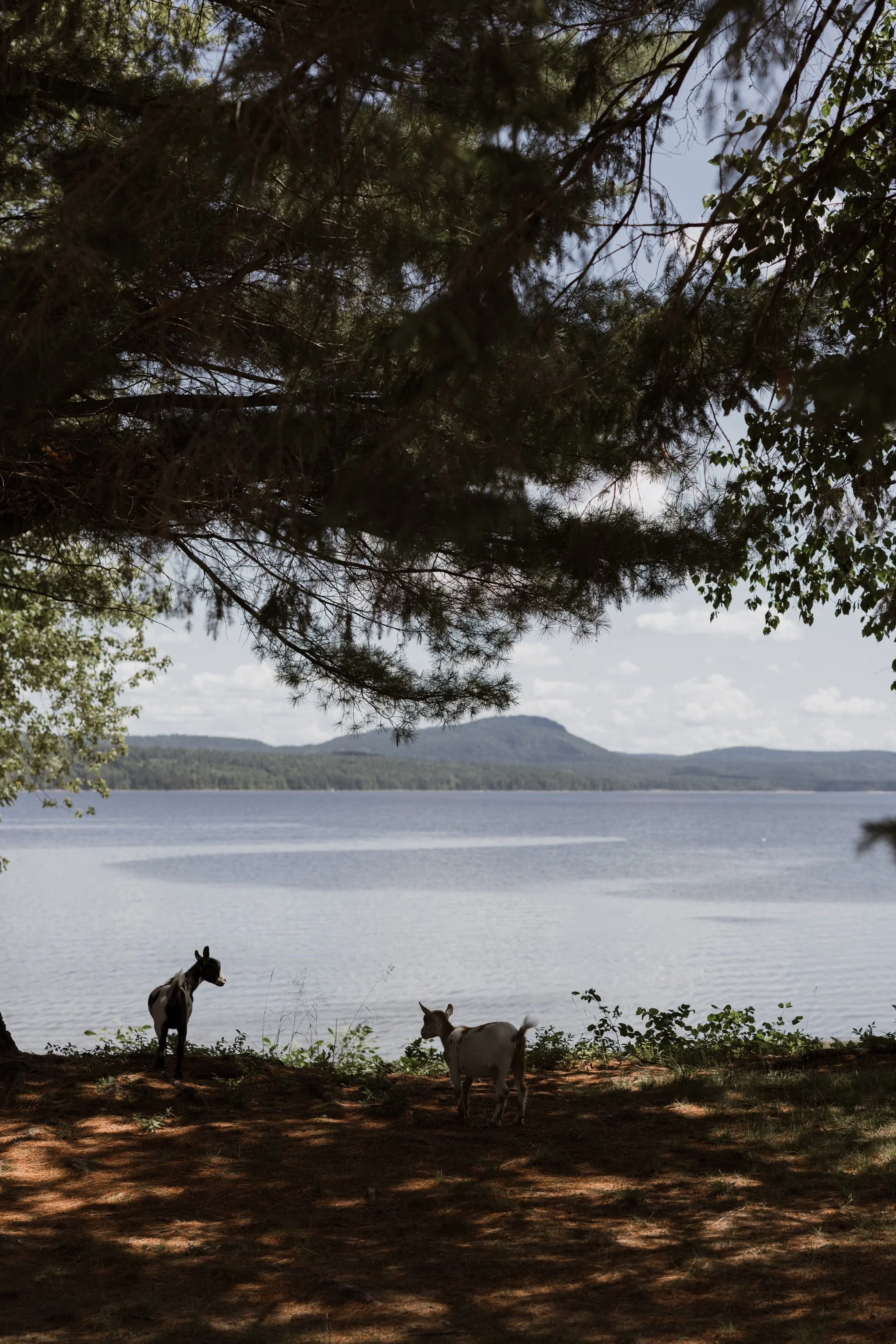 View of a lake or river with a distant mountain in the background, shaded by trees. Two small goats or similar animals are standing on the shore, partly in shadow.