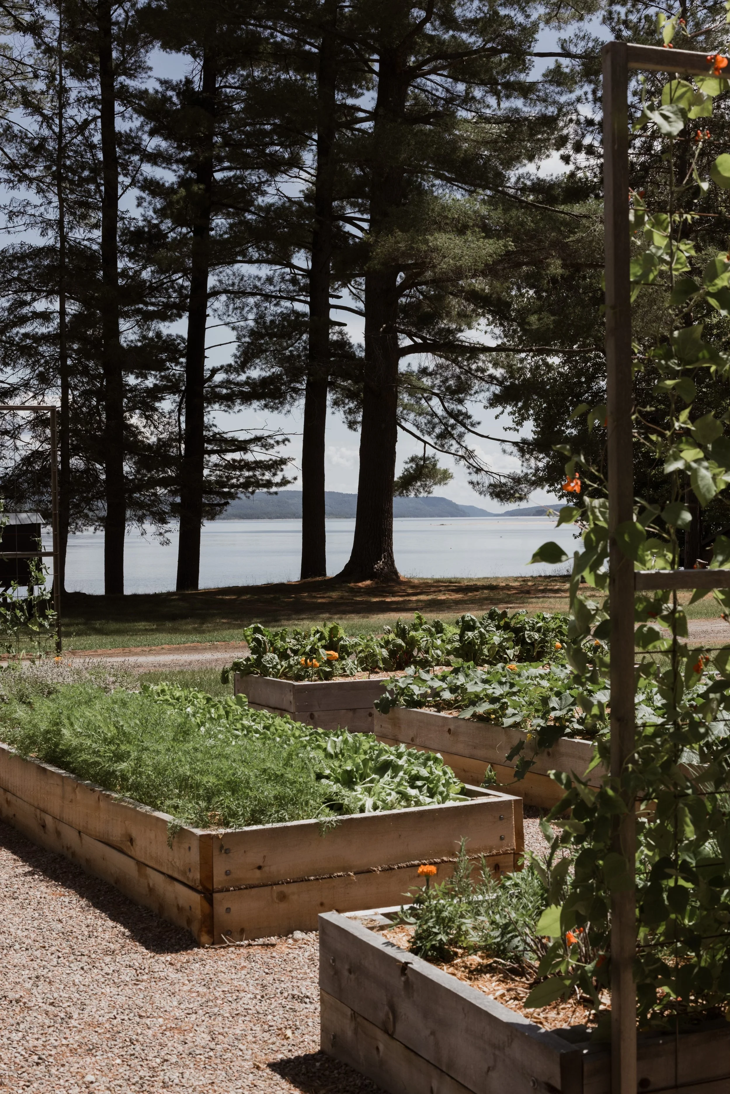 View of a garden with wooden raised beds filled with various plants, trees in the background, a gravel pathway, and a body of water beyond the trees, under partly cloudy skies.