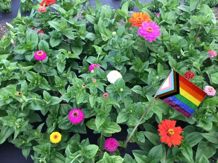 Colorful flowers, including zinnias in pink, orange, red, white, and yellow, growing in a garden bed, with a rainbow pride flag and a progresive pride flag on small poles among the flowers.