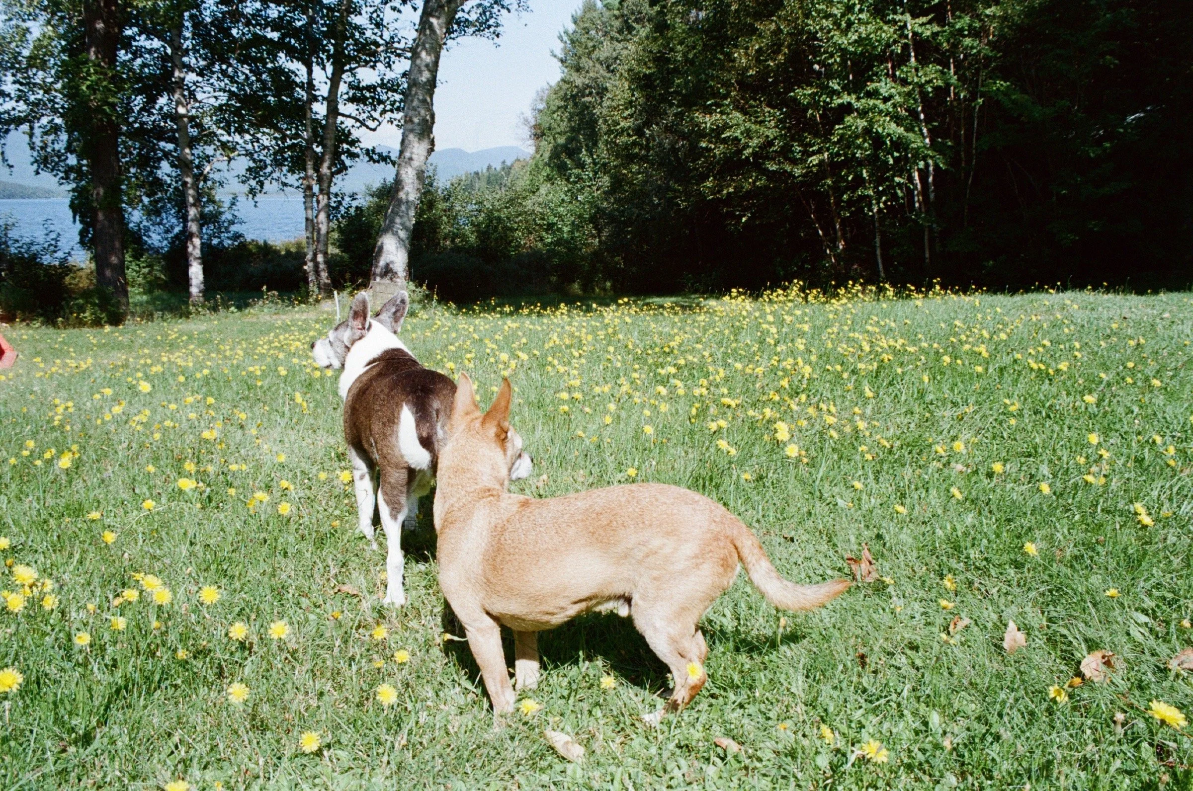 Two dogs standing in a grassy field with yellow flowers, near trees and a body of water in the background.