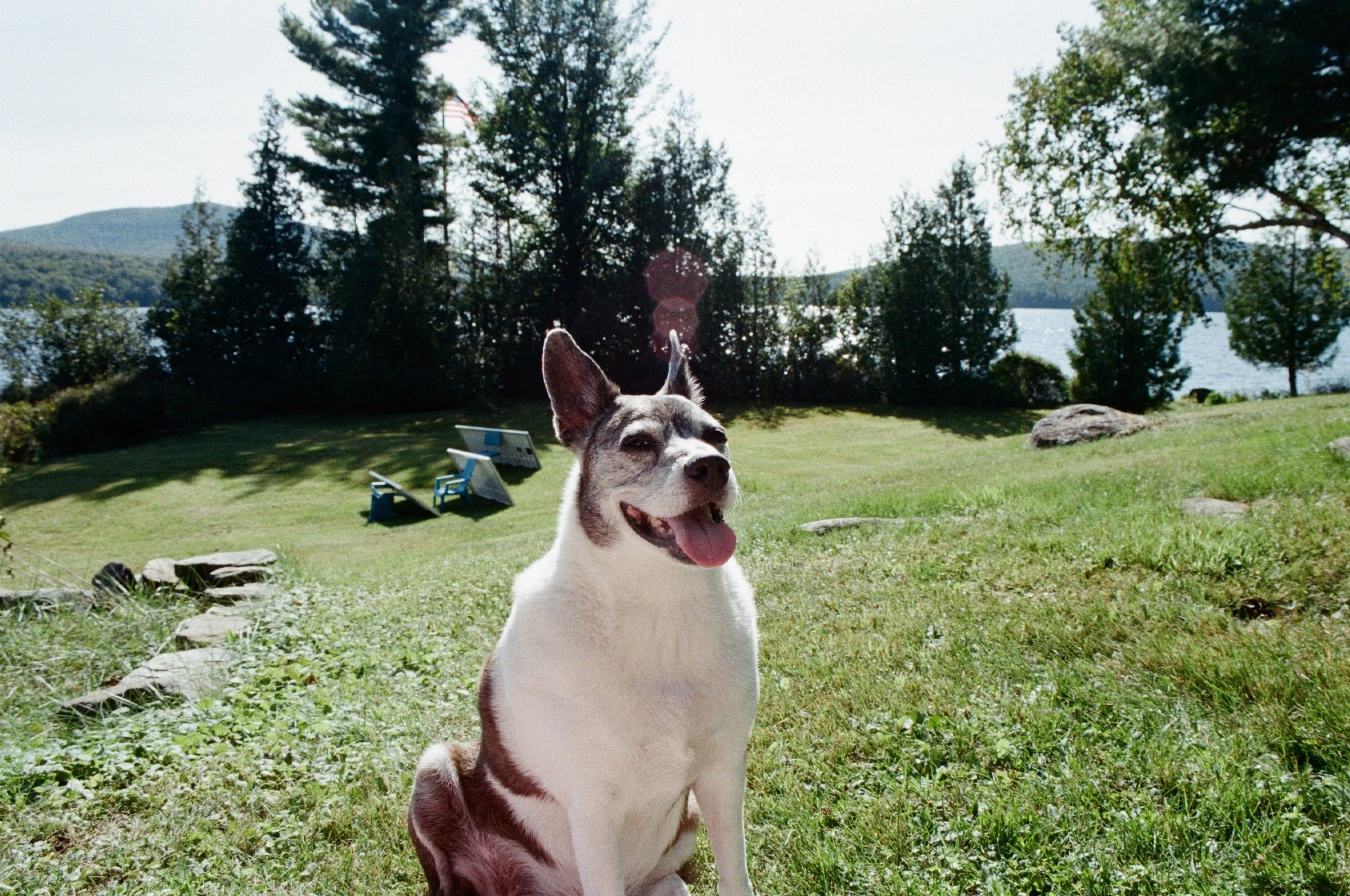 Smiling dog with a tongue out sitting on grass in a park with trees, rocks, and a lake in the background.