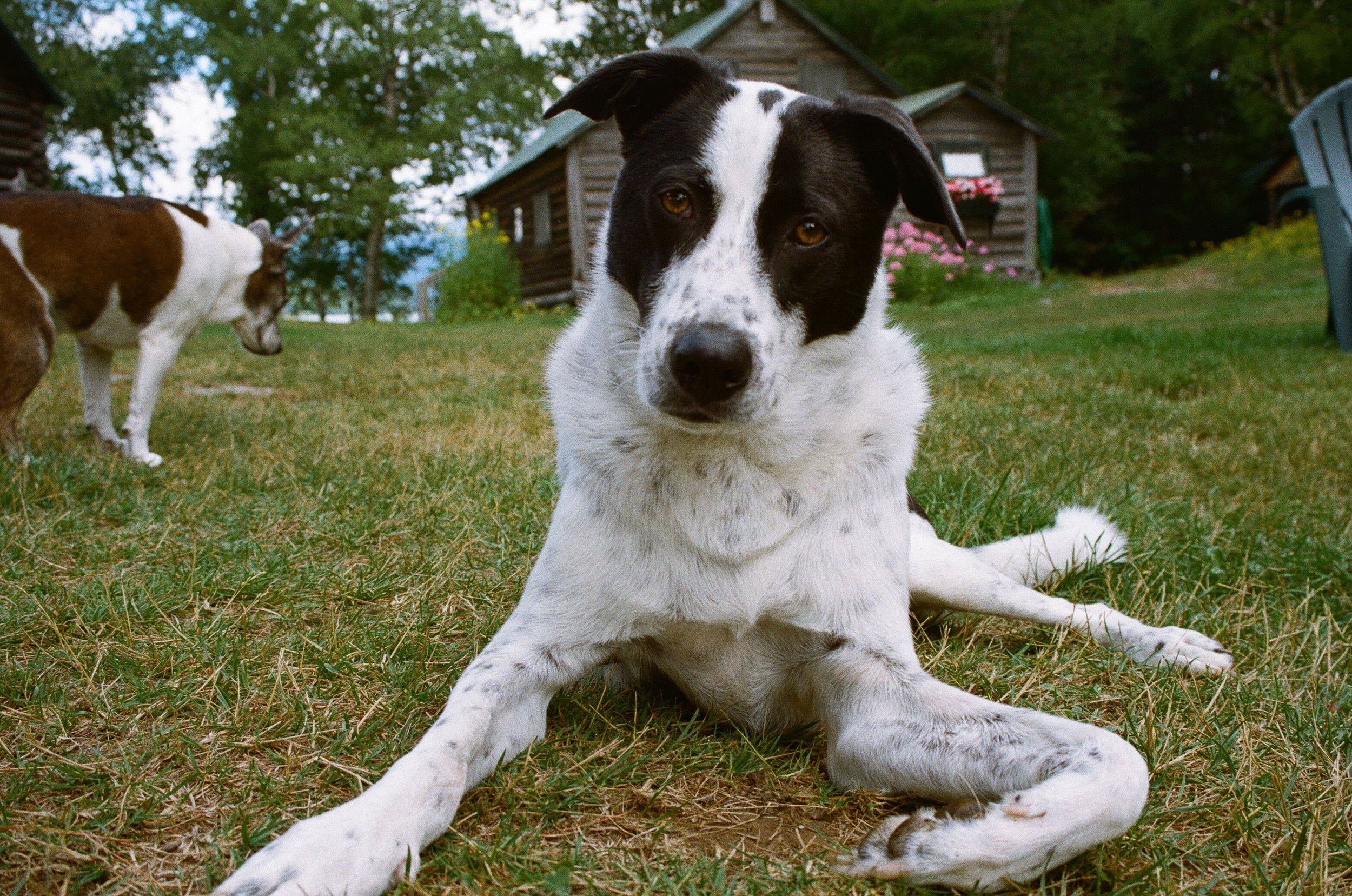 A black and white dog lying on the grass outdoors with another dog in the background and a wooden cabin in a wooded area.