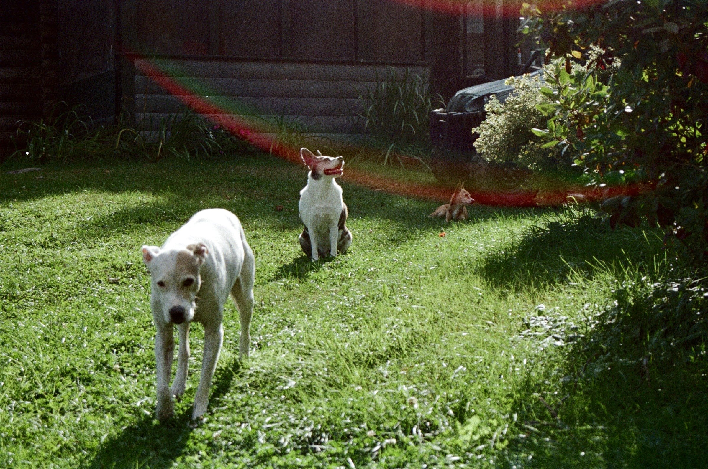 Three dogs in a green yard: a white dog walking towards the camera, a corgi sitting in the middle, and a small dog lying on the grass near the bushes. Sunlight and shadows cast across the scene.