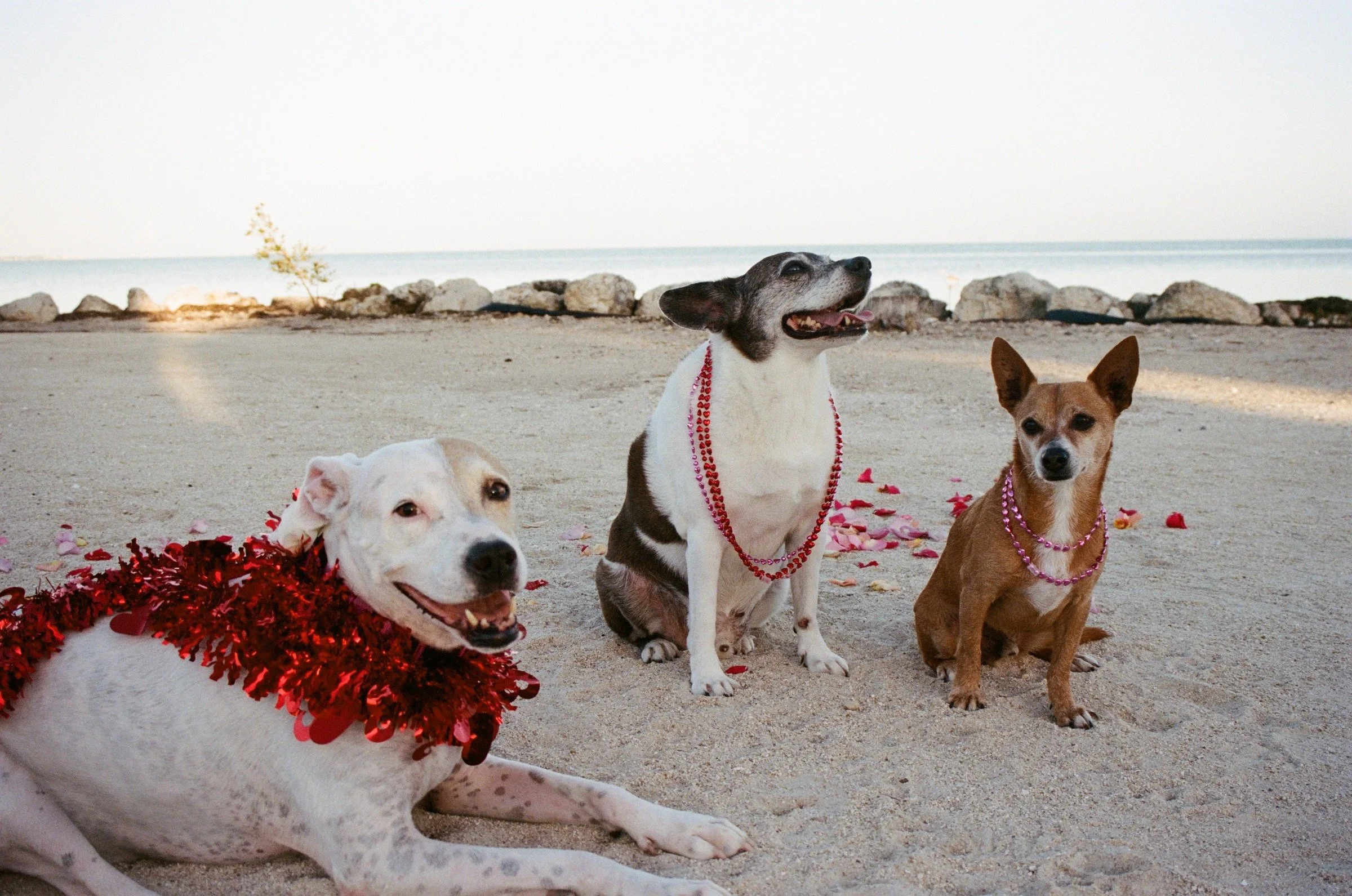 Three dogs sitting on a sandy beach with rocks and water in the background. One dog has a red tinsel collar, the second has a pink beaded necklace, and the third has a red beaded necklace. All three dogs appear to be celebrating, possibly for Valentine's Day.