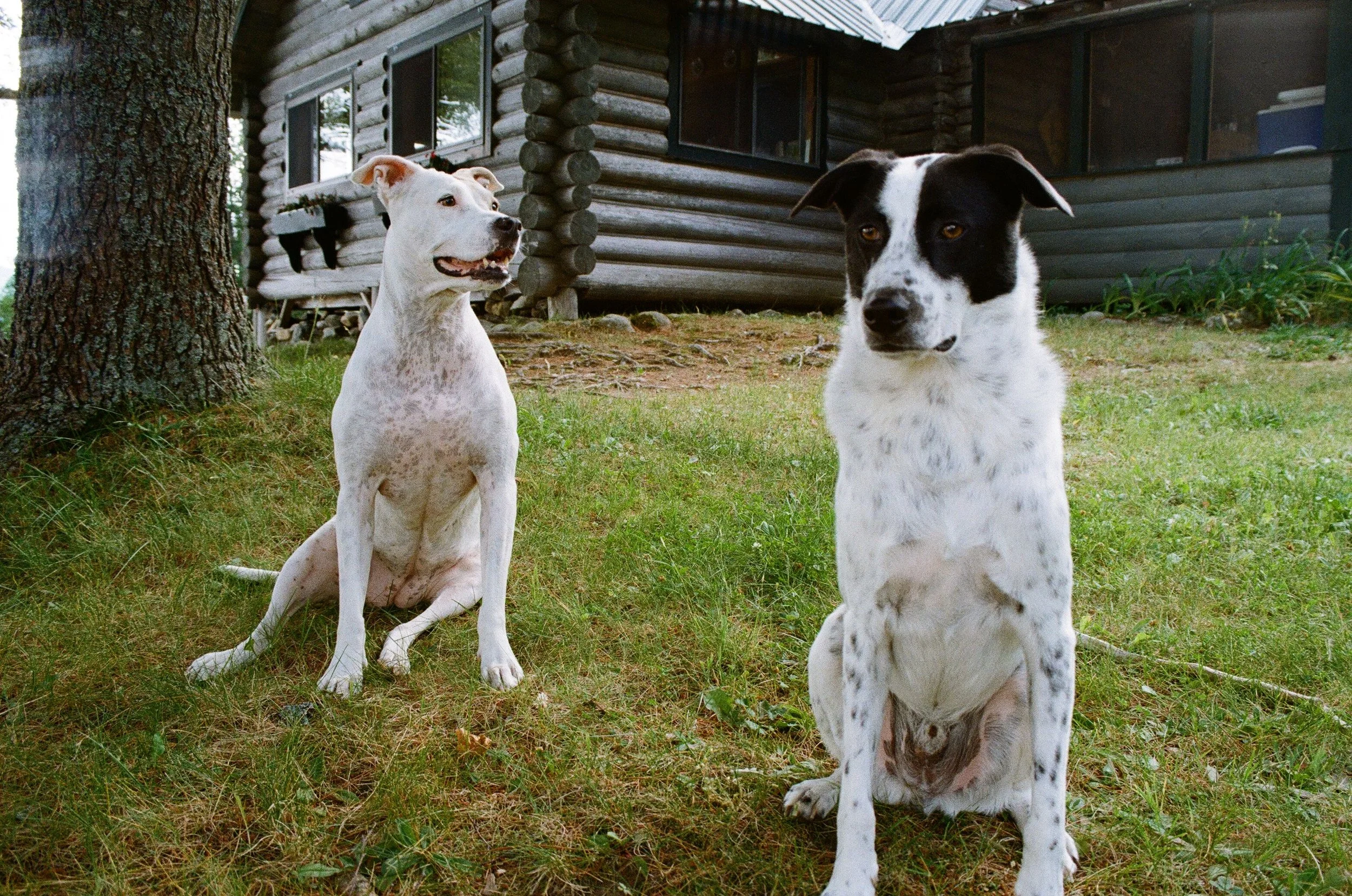 Two dogs sitting on grass in front of a log cabin, with trees and plants nearby.