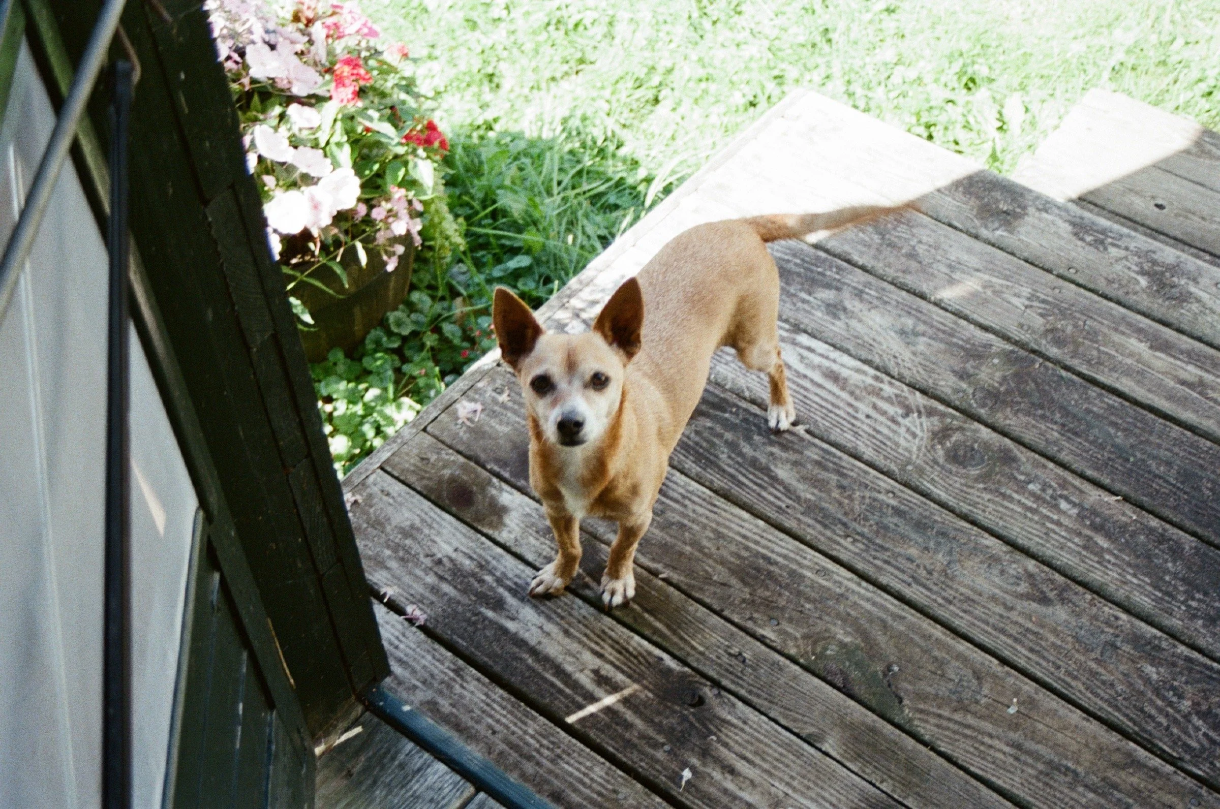 Small tan dog with pointy ears standing on a weathered wooden porch, looking up at the camera, with pink and white flowers and green grass in the background.