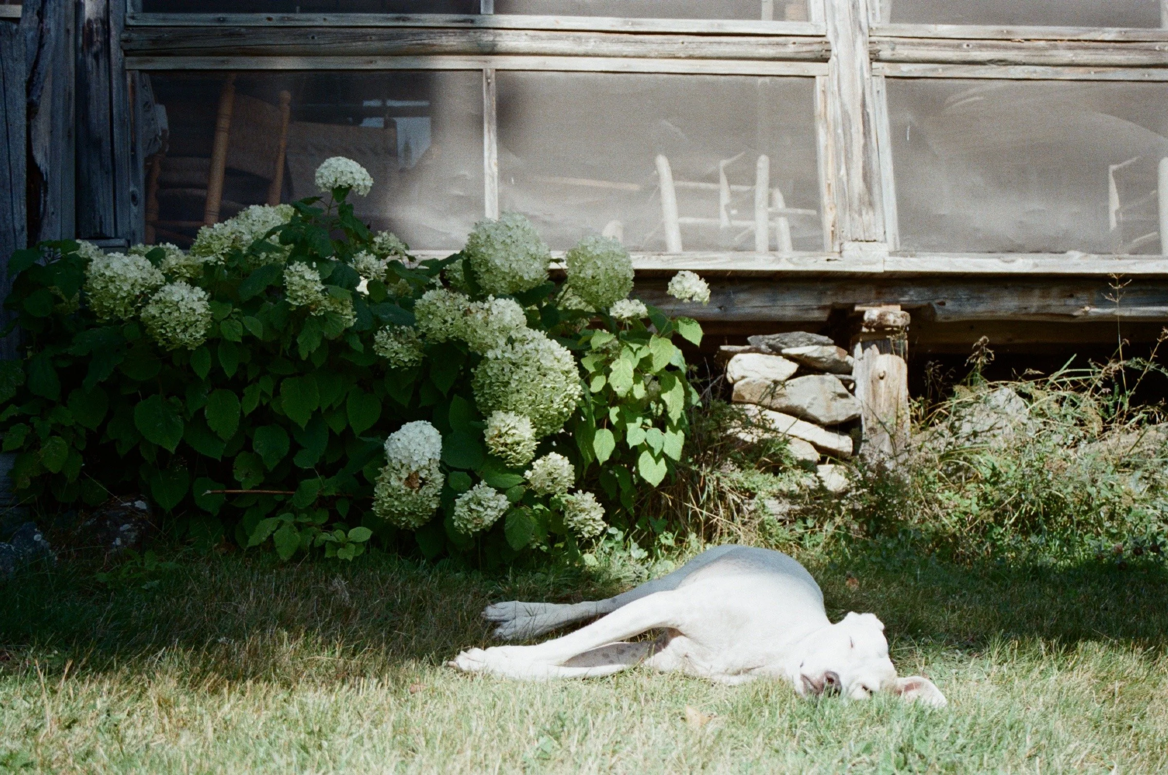 A white dog with gray markings lying on its side on a grassy lawn in front of white hydrangea flowers and a weathered wooden house with a screened porch.