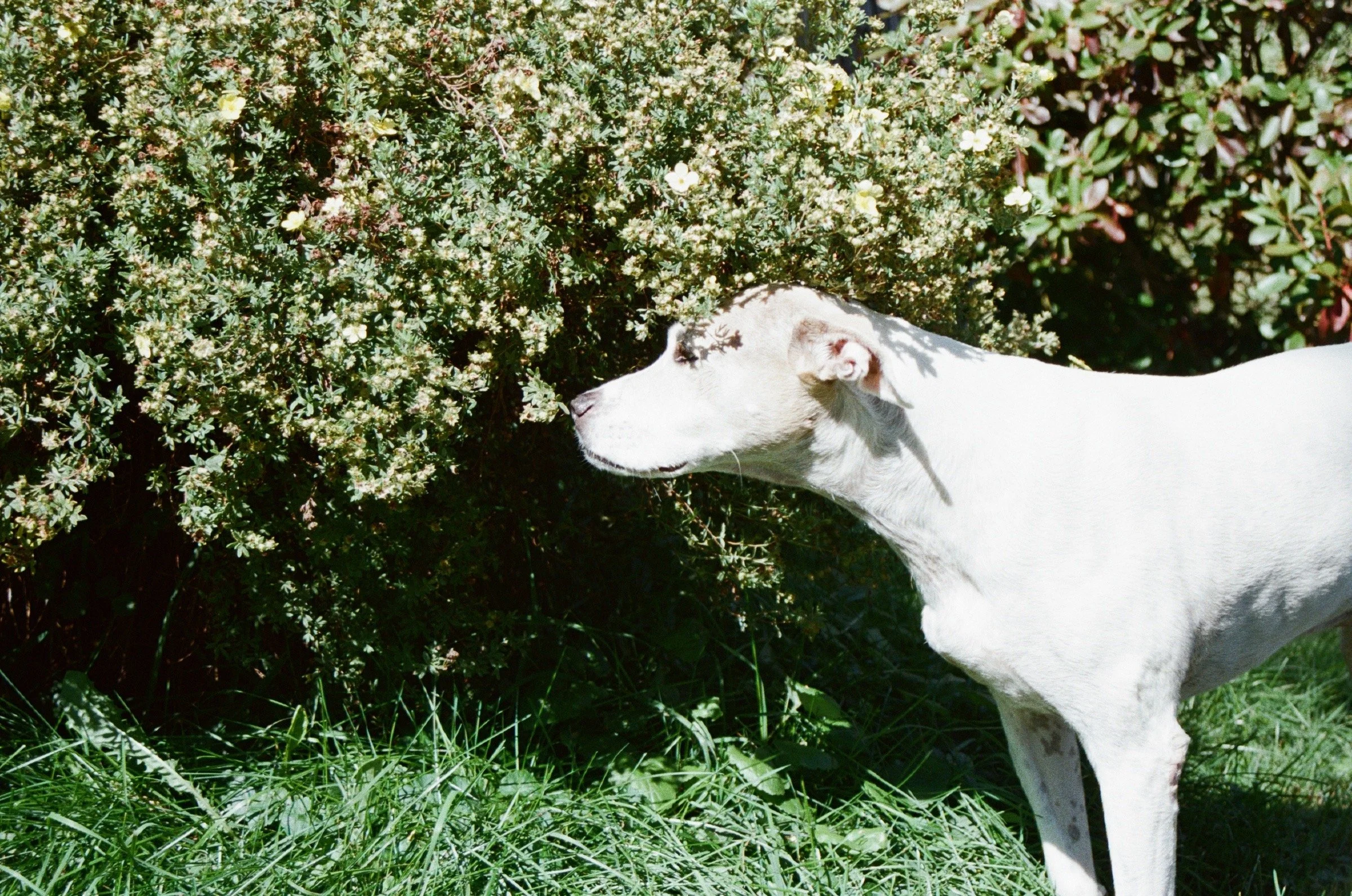 White dog with black markings sniffing a bush of small white flowers in a grassy area.
