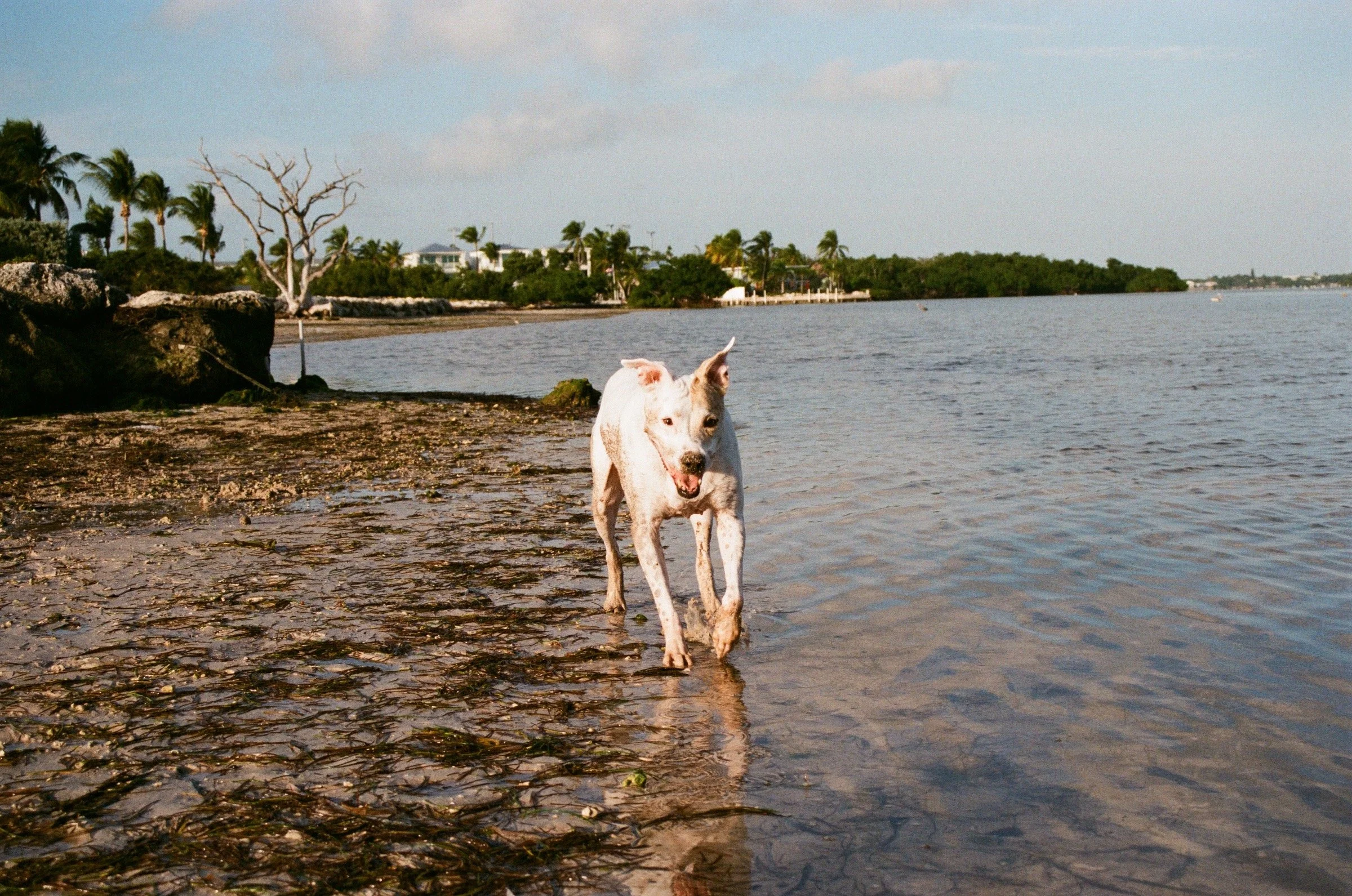 A dog walking in shallow water at the beach with palm trees and houses in the background.