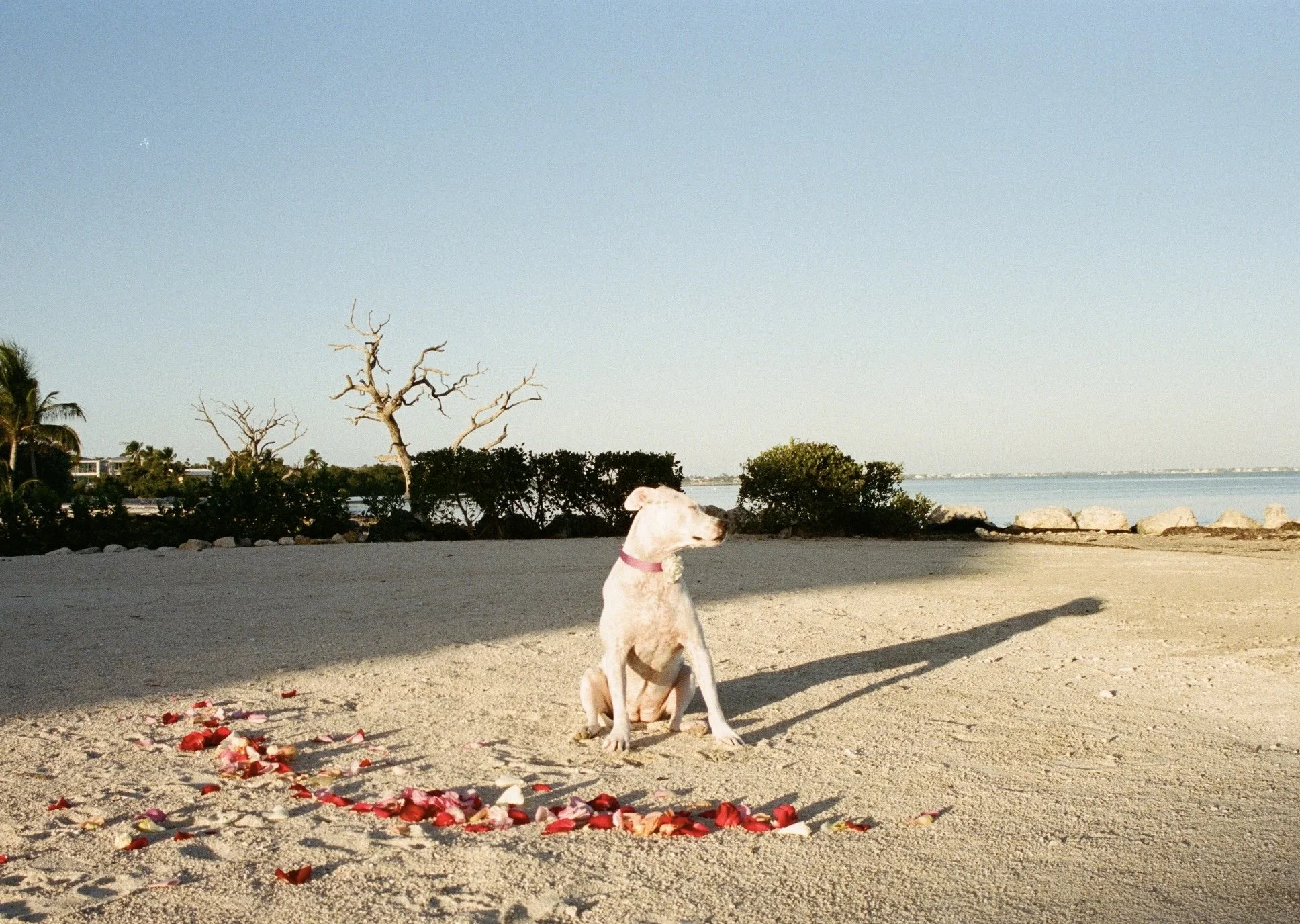 Dog sitting on sandy beach with scattered rose petals, ocean in the background, and a few trees including a dead tree, under a clear sky.