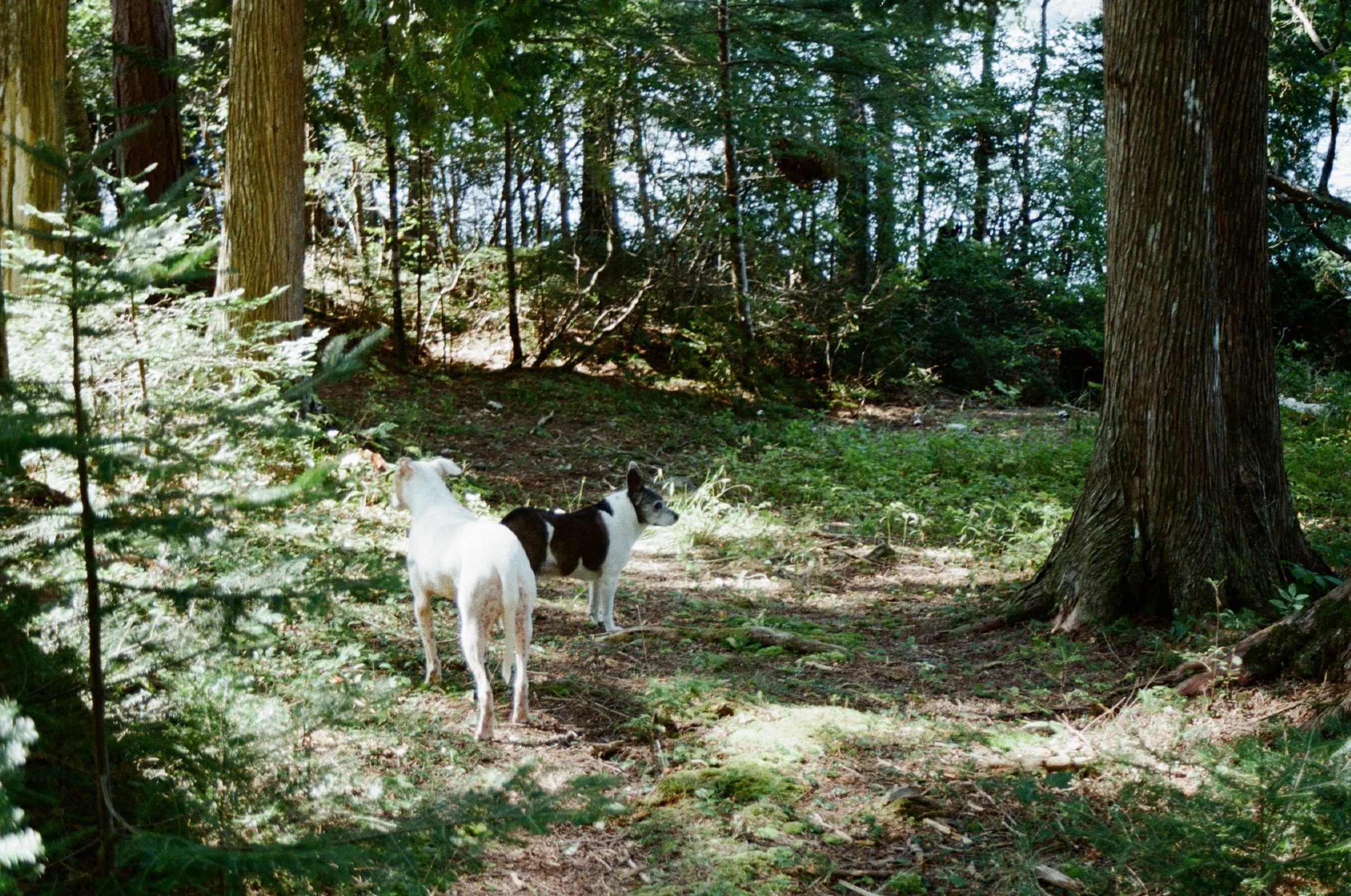 Two dogs, one white with brown patches and one predominantly white with black patches, standing on a forest trail surrounded by trees and greenery.