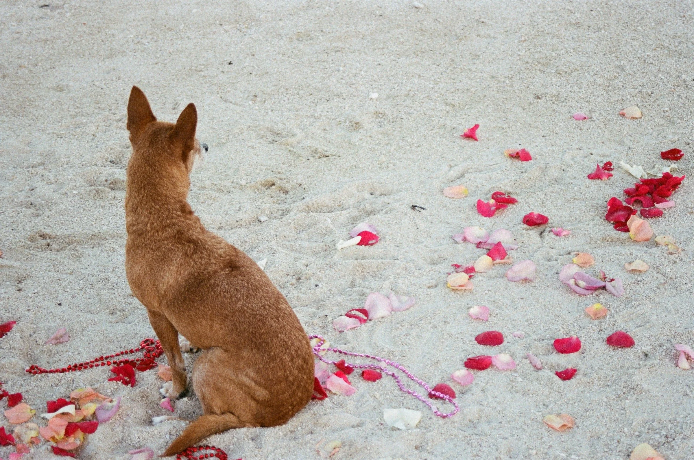 A small brown dog sitting on sandy ground with pink, red, and white flower petals scattered around.