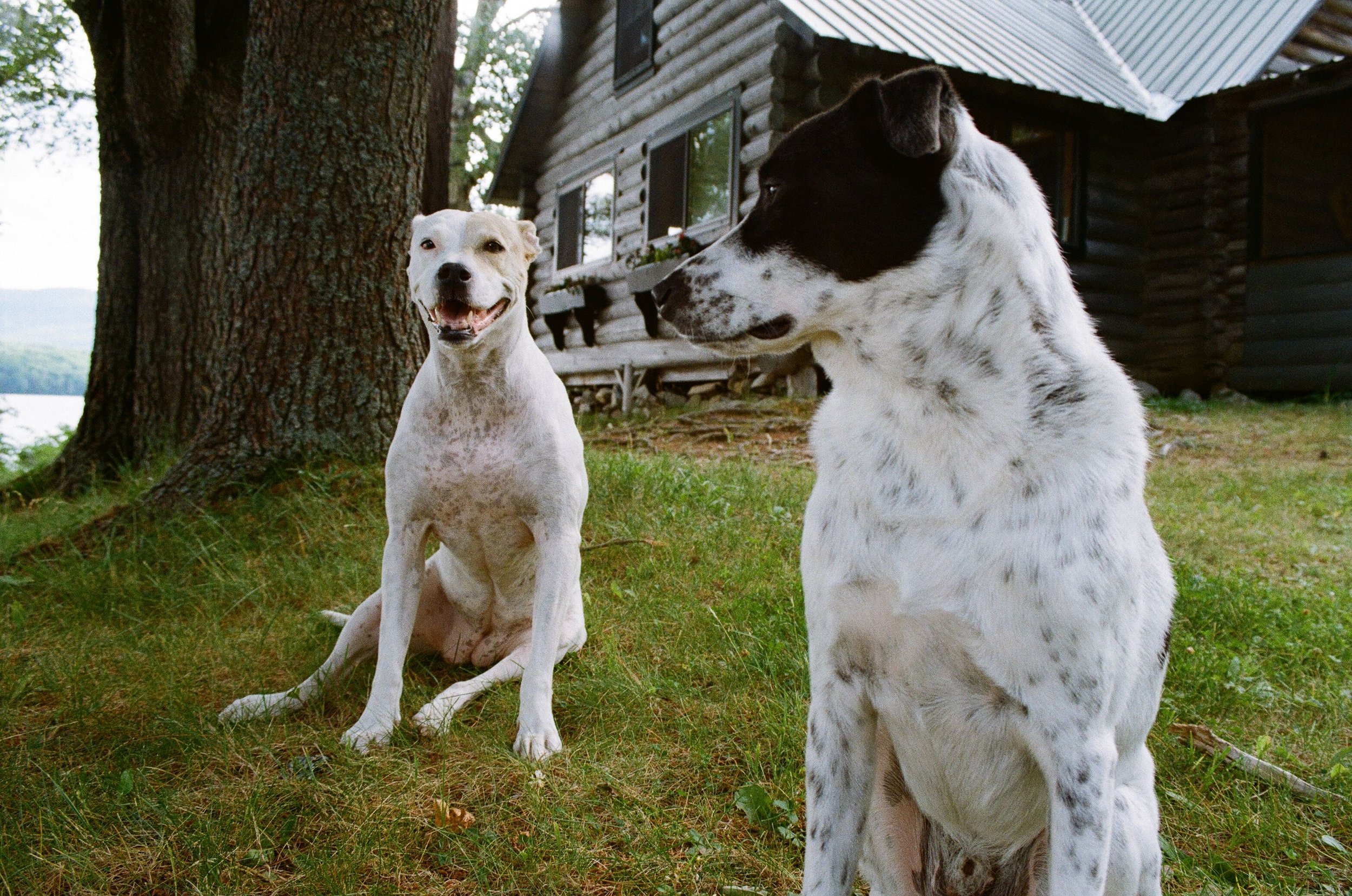 Two dogs sitting on grass in front of a wooden house and tree, one white and the other black and white, outdoors
