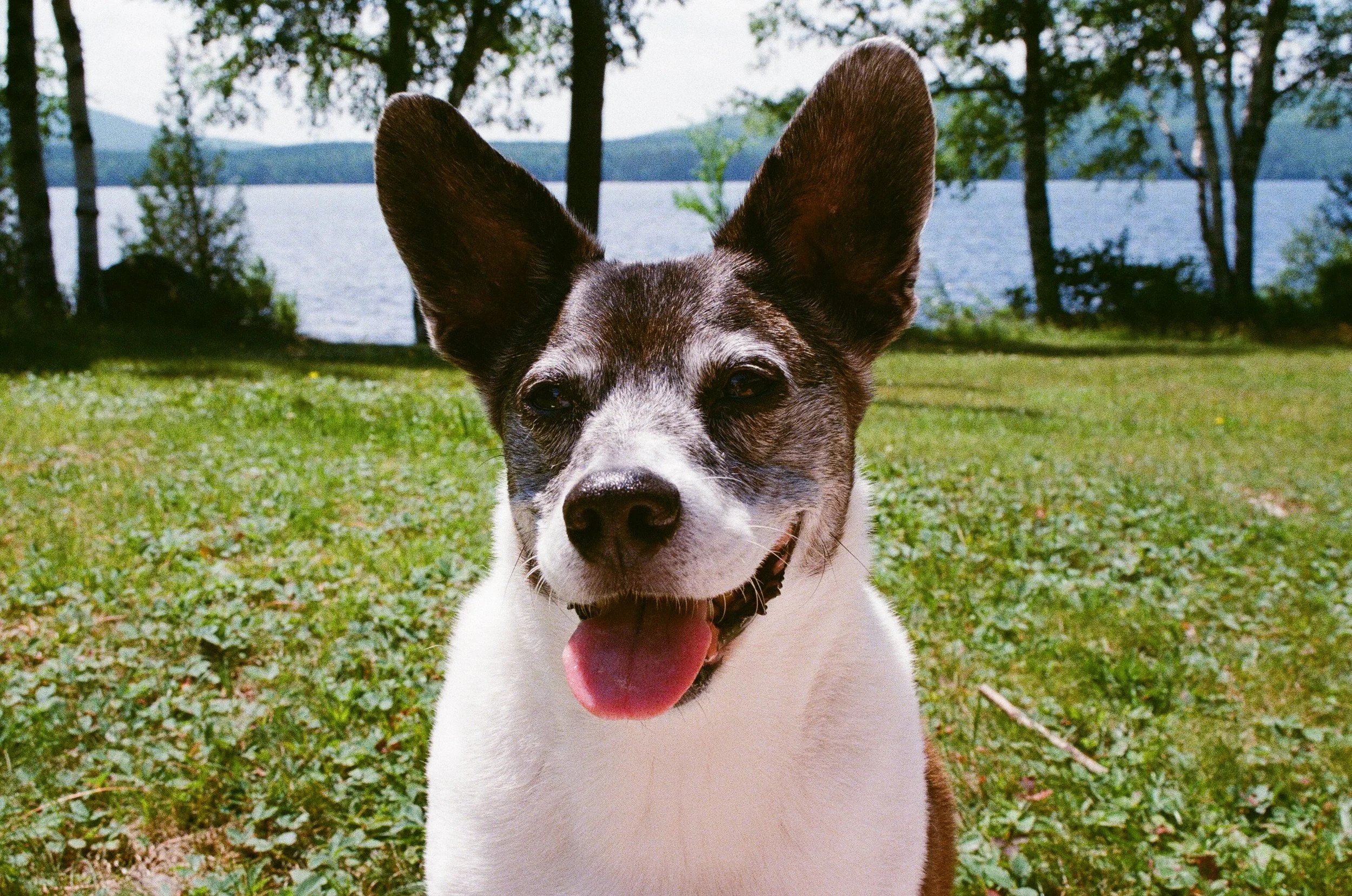 A happy dog with one ear upright and the other flopped, sitting in a grassy area near a lake or river with trees and mountains in the background.