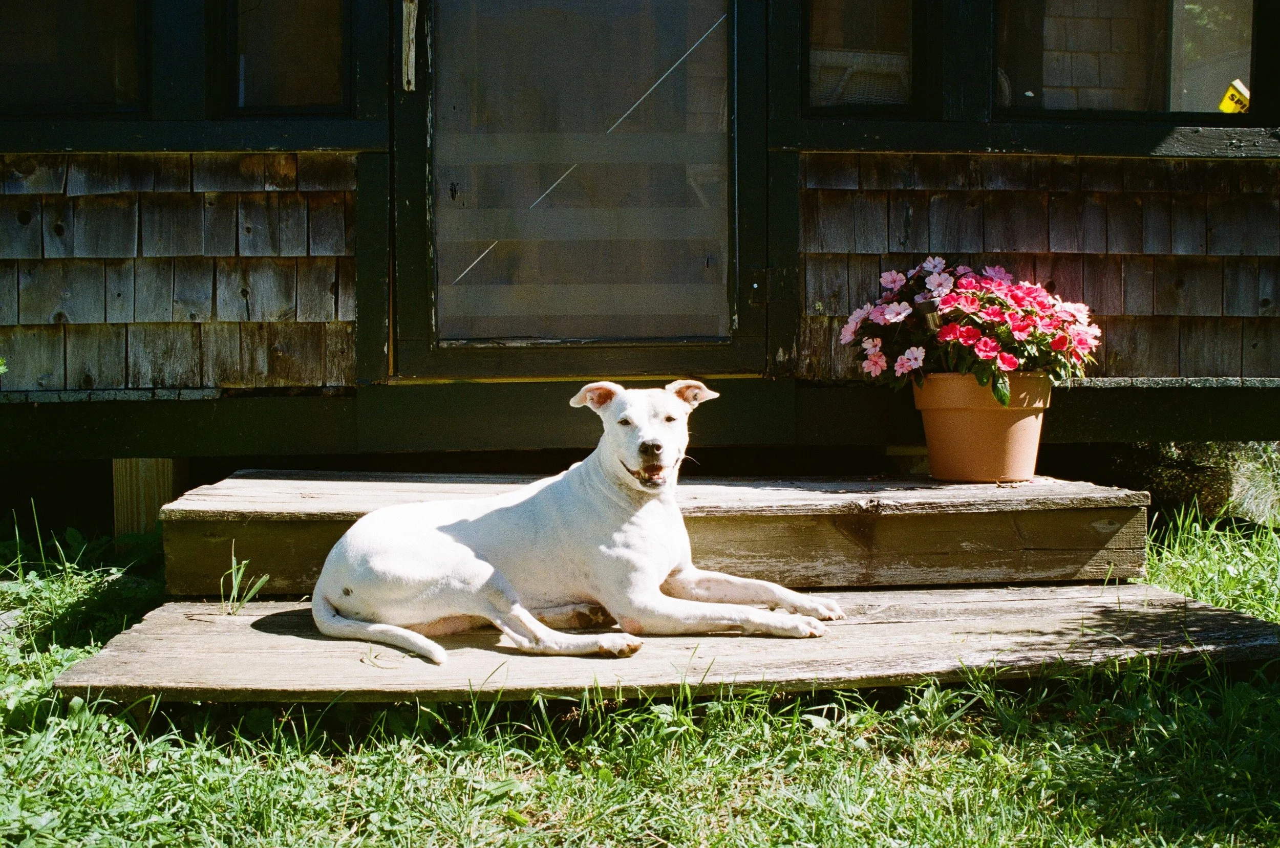A white dog with brown ears lying on a wooden step in front of a rustic house with a flowerpot of pink flowers and a green grassy yard.