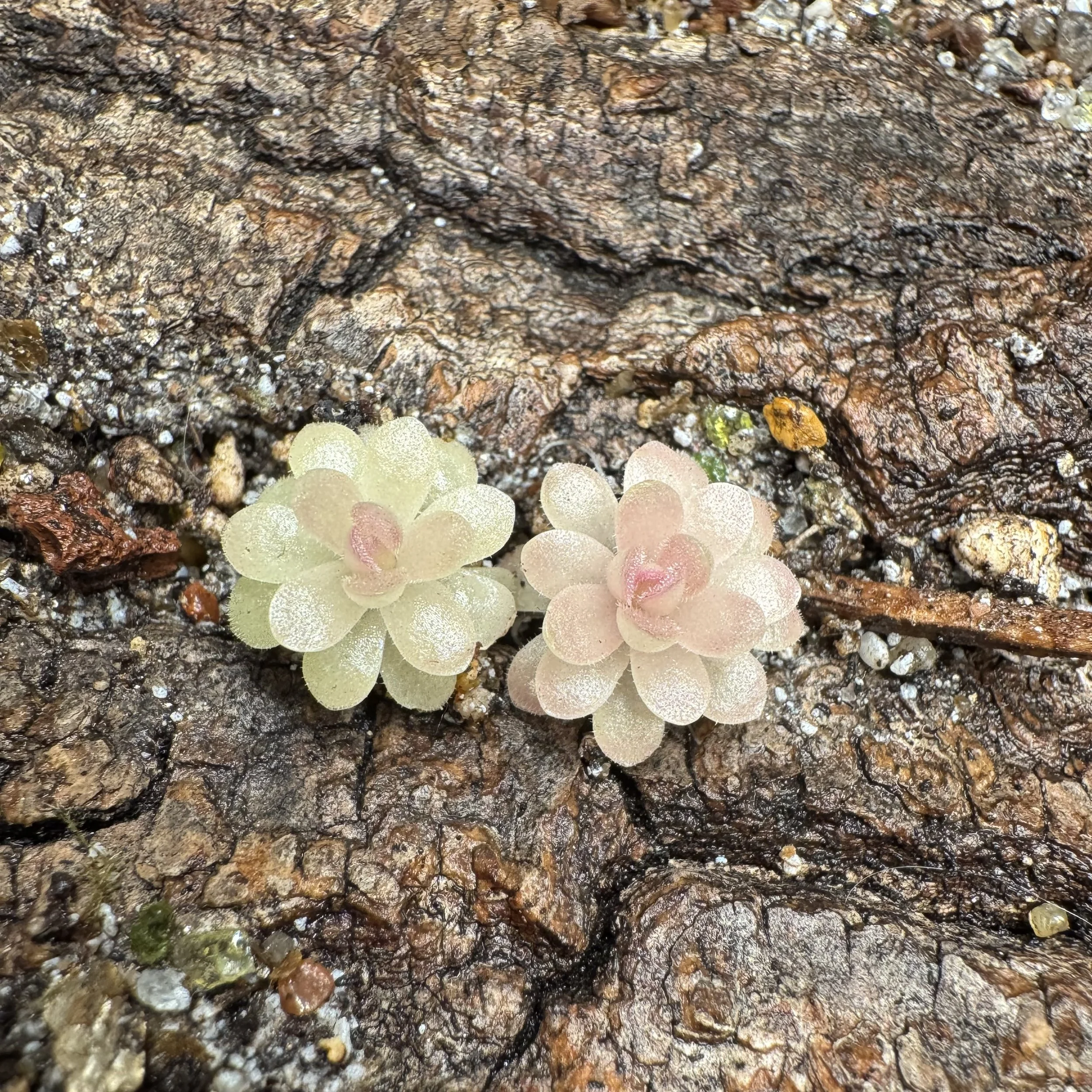 Pinguicula Agnata 'El Lobo' x Ehlersiae