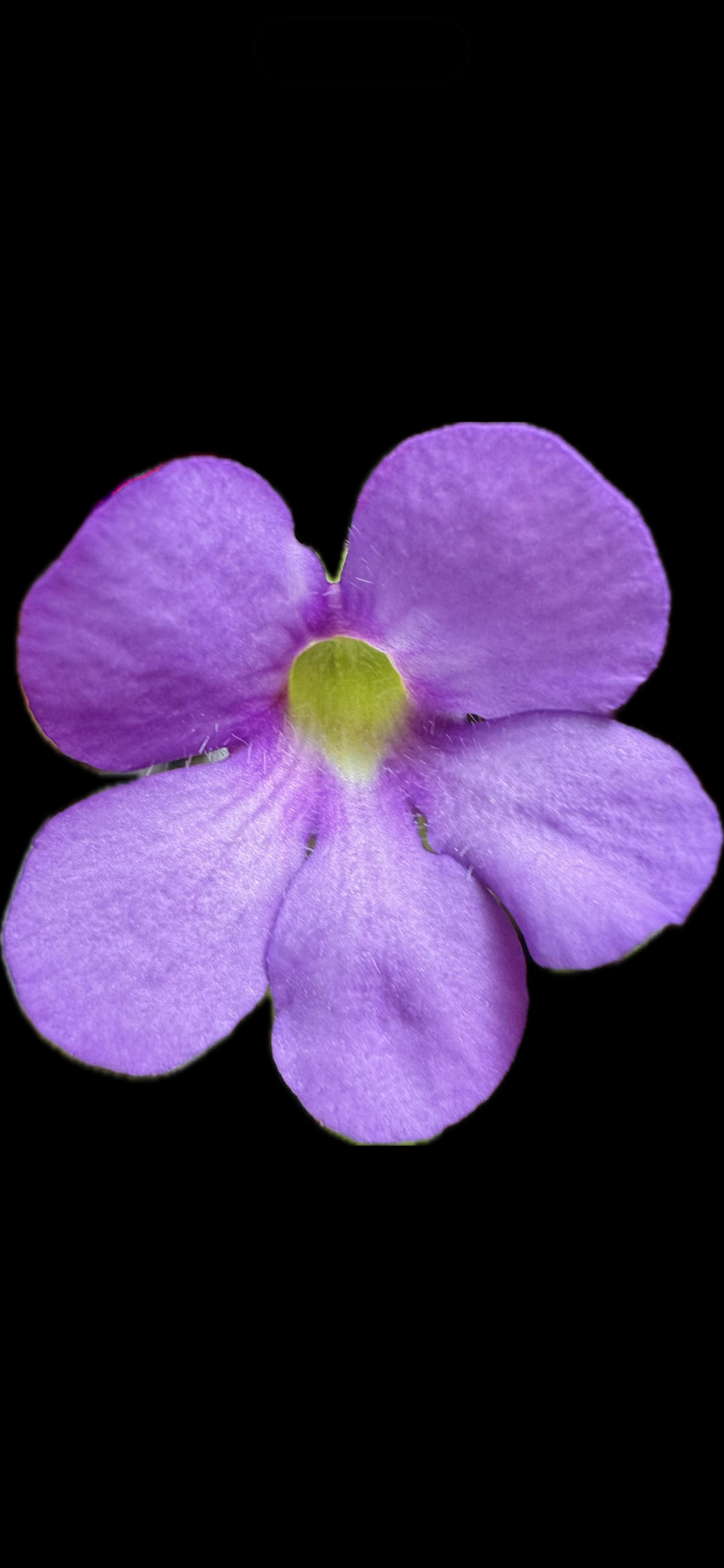 IMG_7336.png
