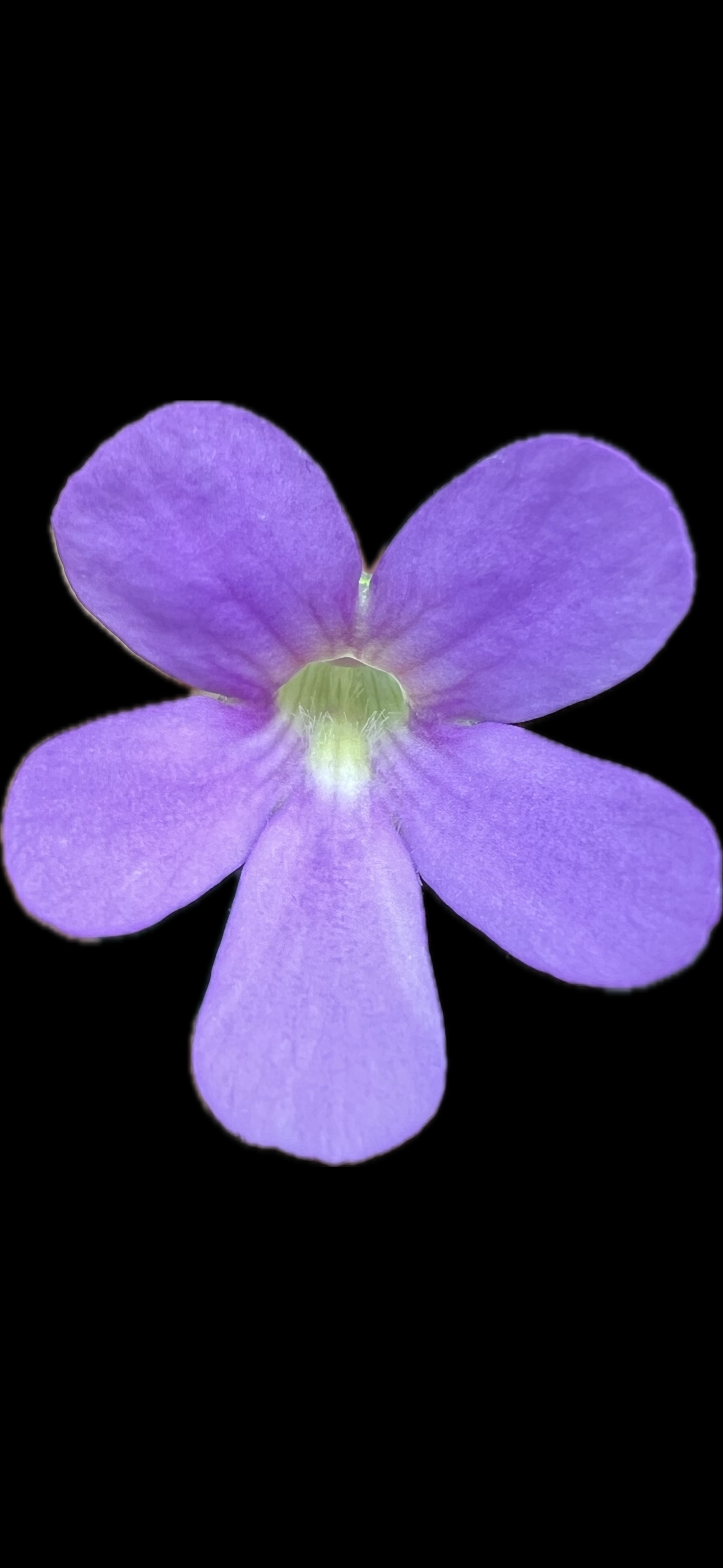 Pinguicula Pirouette